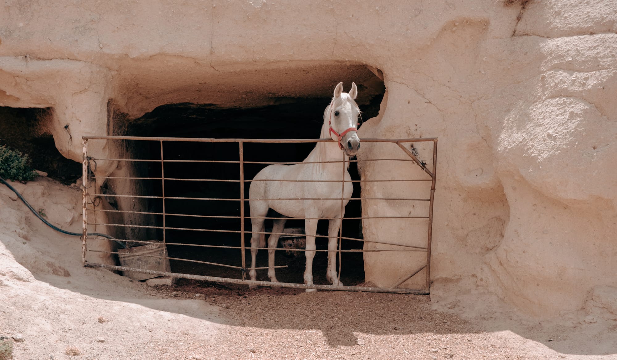 White horse with a red halter standing behind a metal gate inside a shaded rock-carved stable at Dalton Brothers Ranch in Cappadocia, Turkey, highlighting the blend of equestrian life and the region’s unique cave architecture