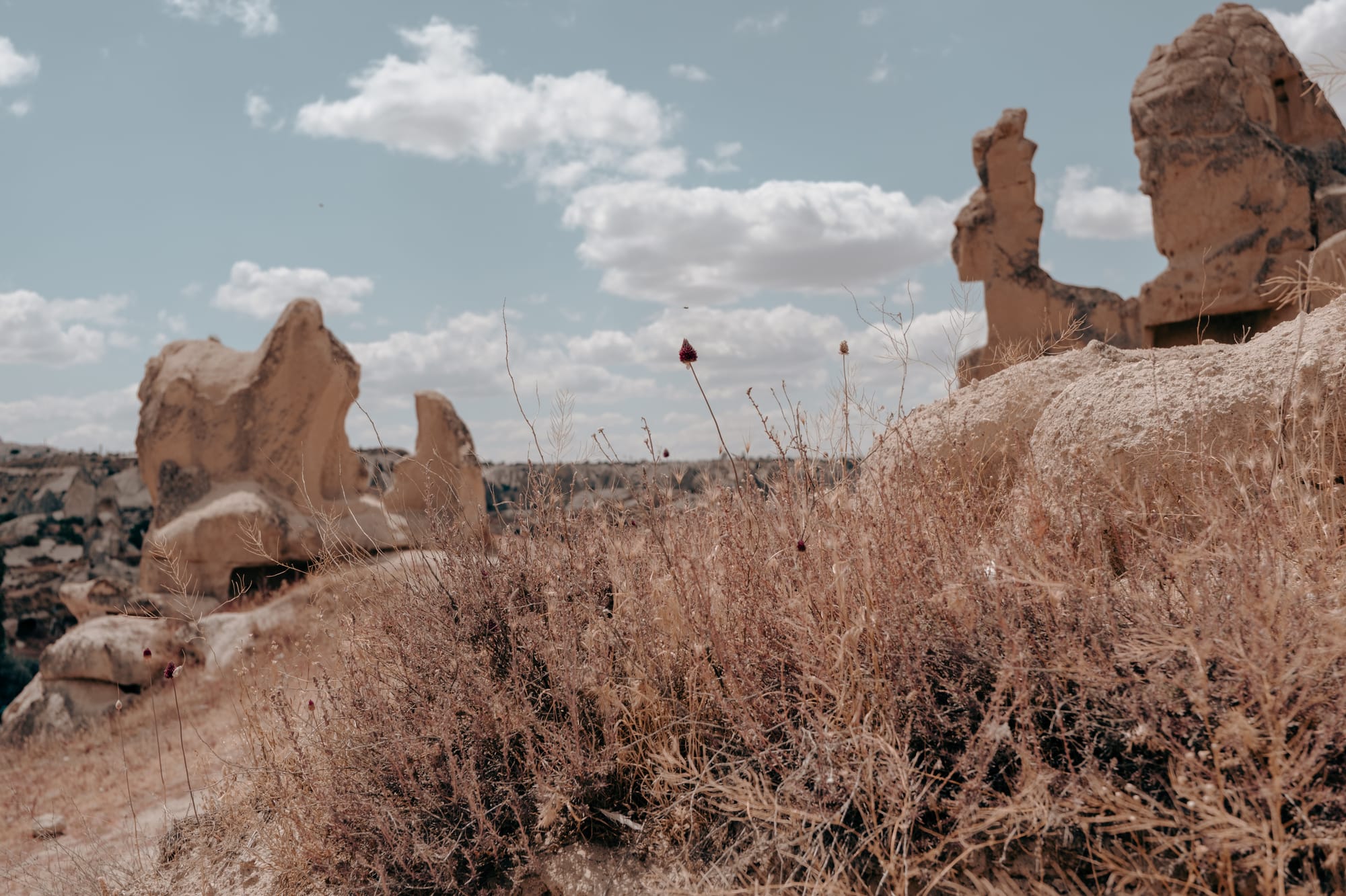 Close-up of dry wildflowers and grasses in the foreground with Cappadocia’s distinctive fairy chimney rock formations and cave dwellings blurred in the background under a partly cloudy sky