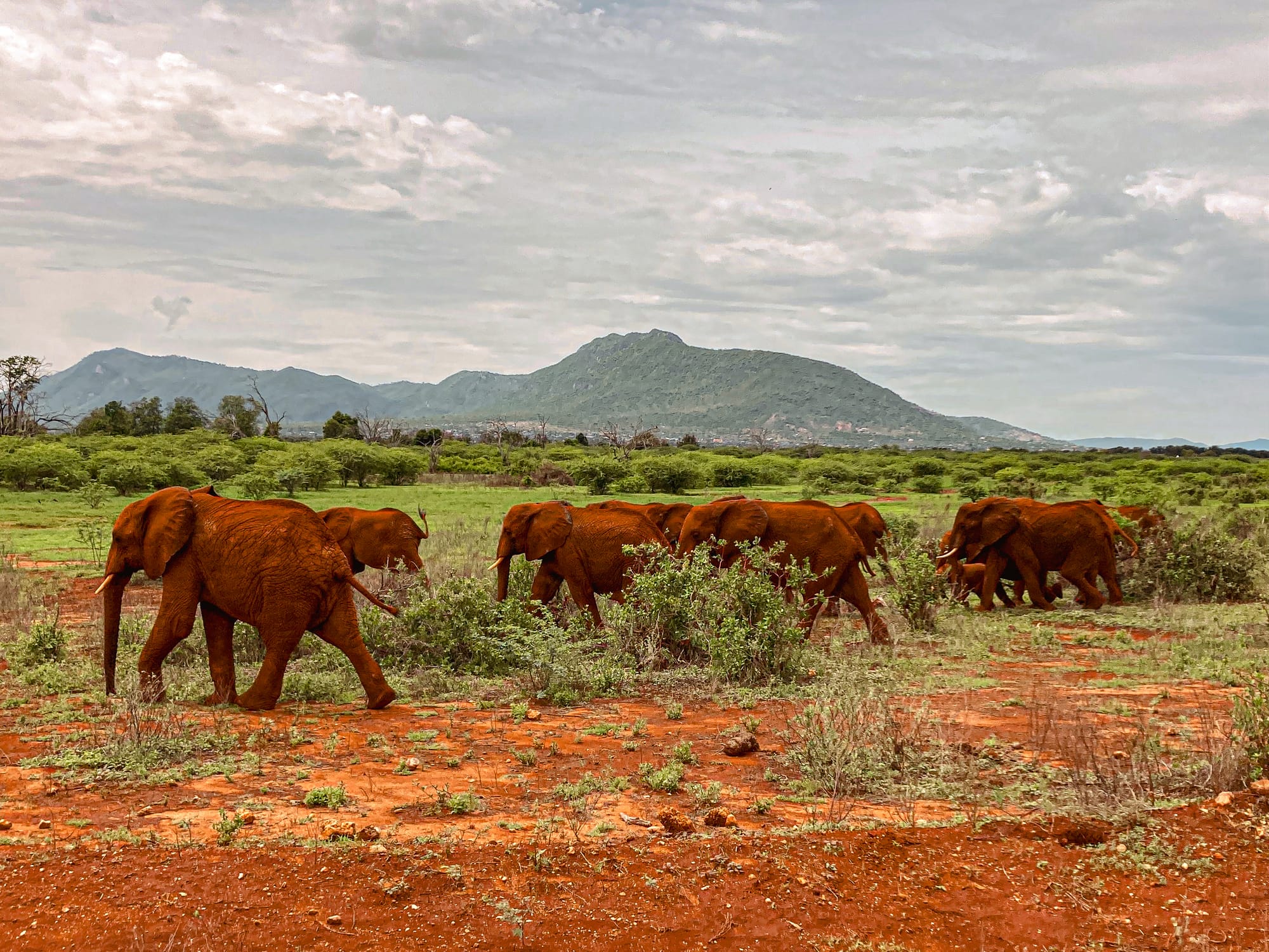 Several elephants covered in Tsavo’s distinctive red earth walk through the grassy savannah, framed by scattered green bushes and distant hills under a cloudy sky