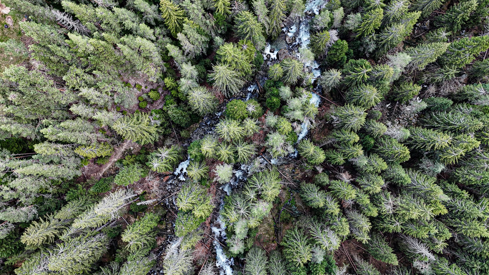 Aerial view of a dense pine forest near Bansko, Bulgaria, with a winding river cutting through the trees, its white water contrasting with the deep green canopy