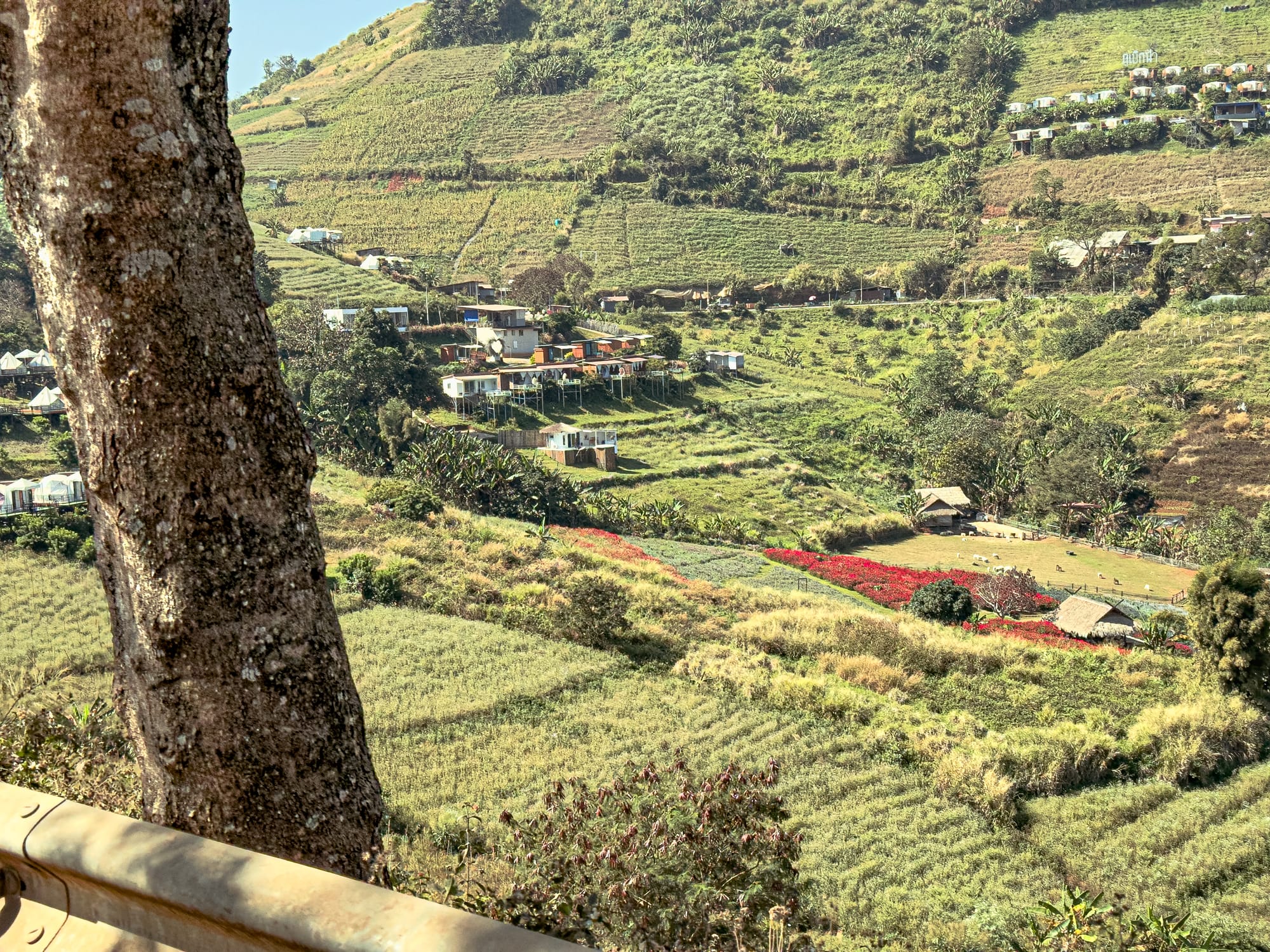 Hillside view in Mae Rim, showing terraced fields, colorful flower patches, and small huts scattered across the green landscape
