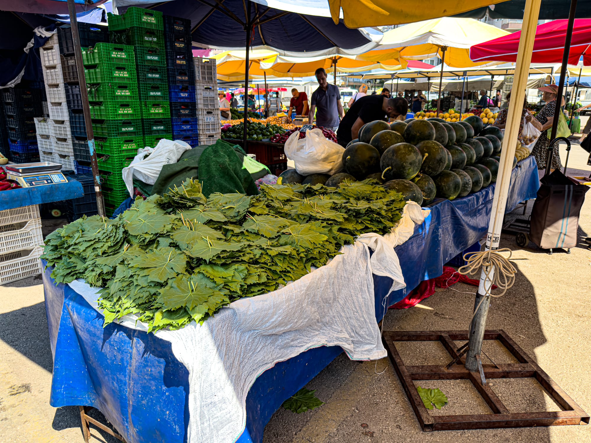 Bundles of fresh grape leaves and stacked watermelons on display under umbrellas at Antalya’s Friday Market