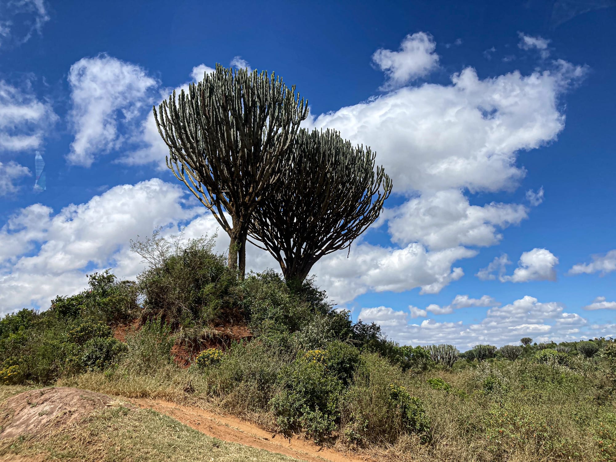 Two tall candelabra euphorbia trees with branching, cactus-like arms stand on a small hill in Hell’s Gate National Park, surrounded by scrub and bushes, under a bright sky with scattered clouds