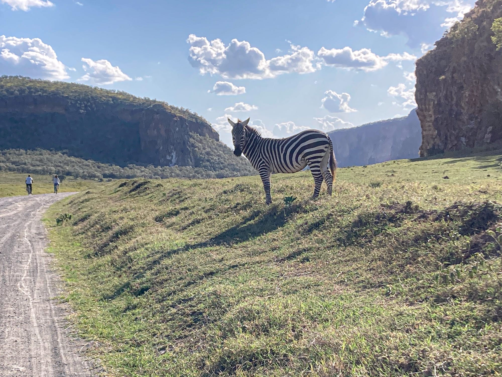 A zebra stands on grassy ground beside a dirt road in Hell’s Gate National Park, with two cyclists riding in the distance and steep cliffs rising on either side under a partly cloudy sky