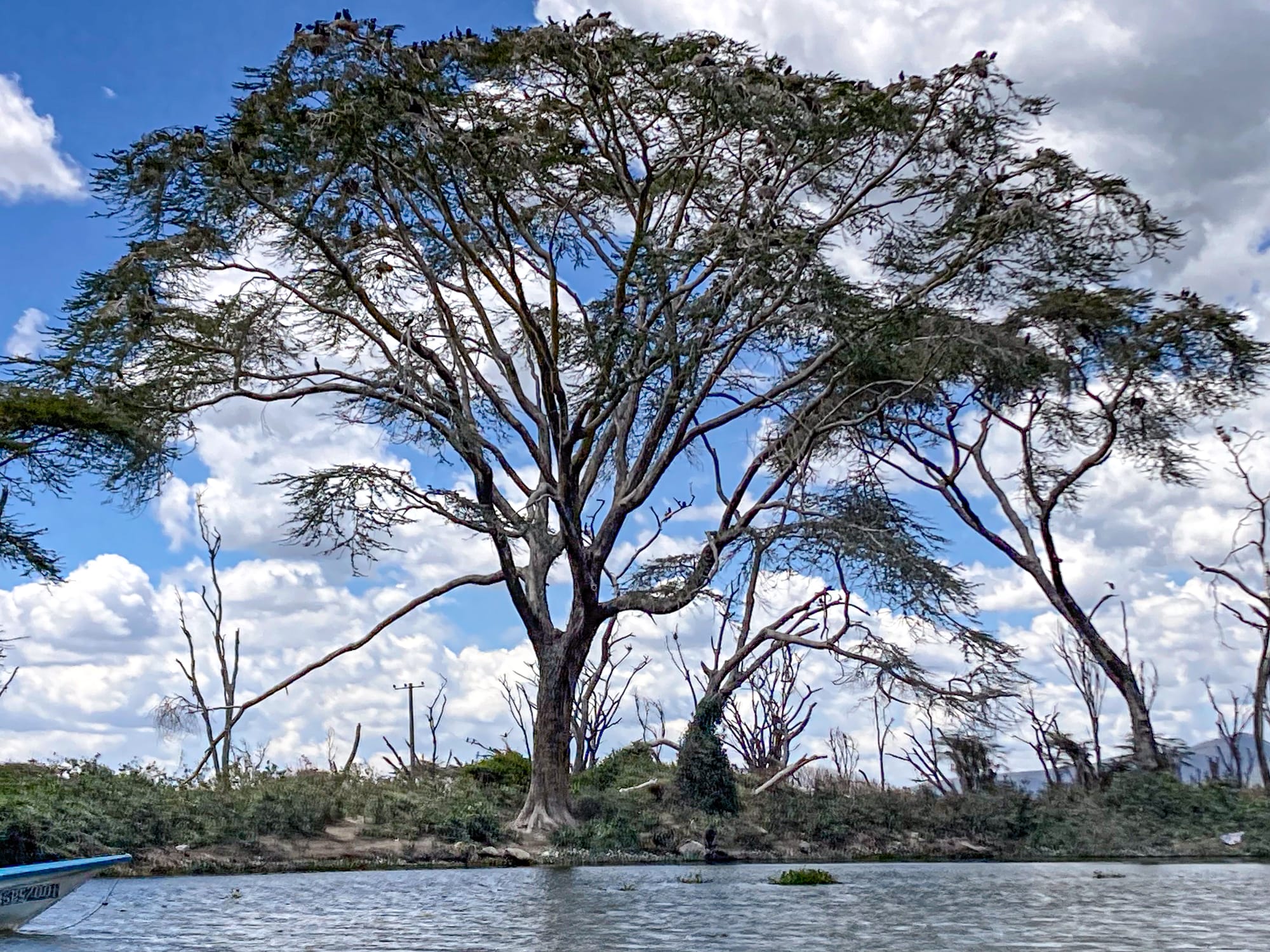 A large acacia tree with spreading branches stands on the edge of Lake Naivasha