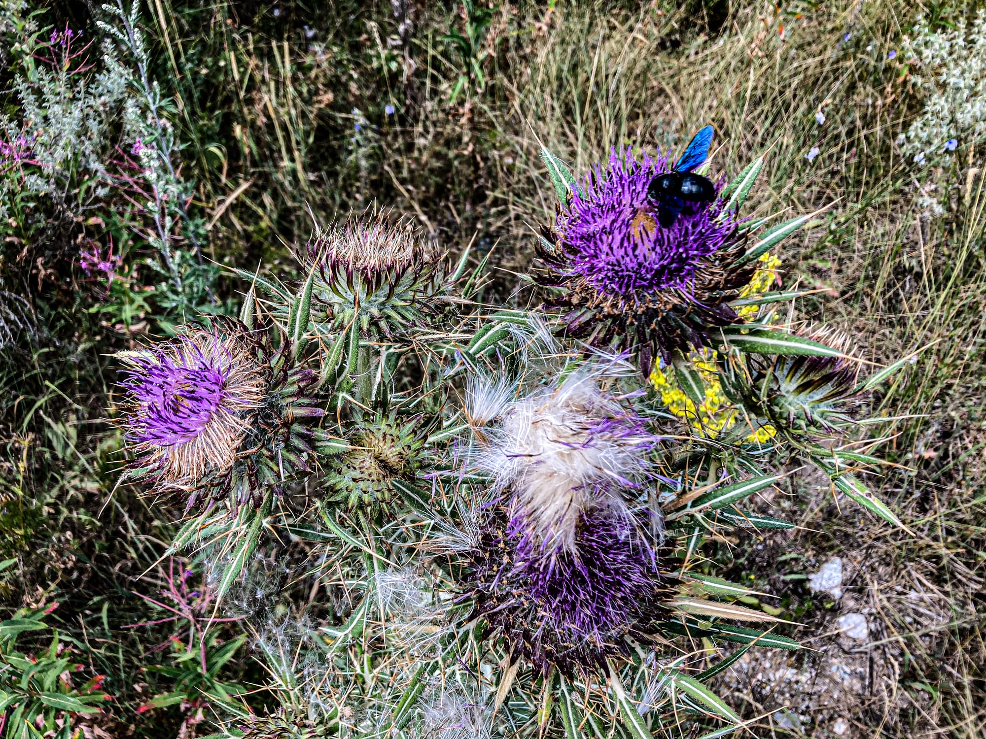 Close-up of spiky purple thistle flowers in the Pirin Mountains, with a black-and-blue bee feeding on one bloom and other thistles in various stages of flowering and seeding against a backdrop of grasses