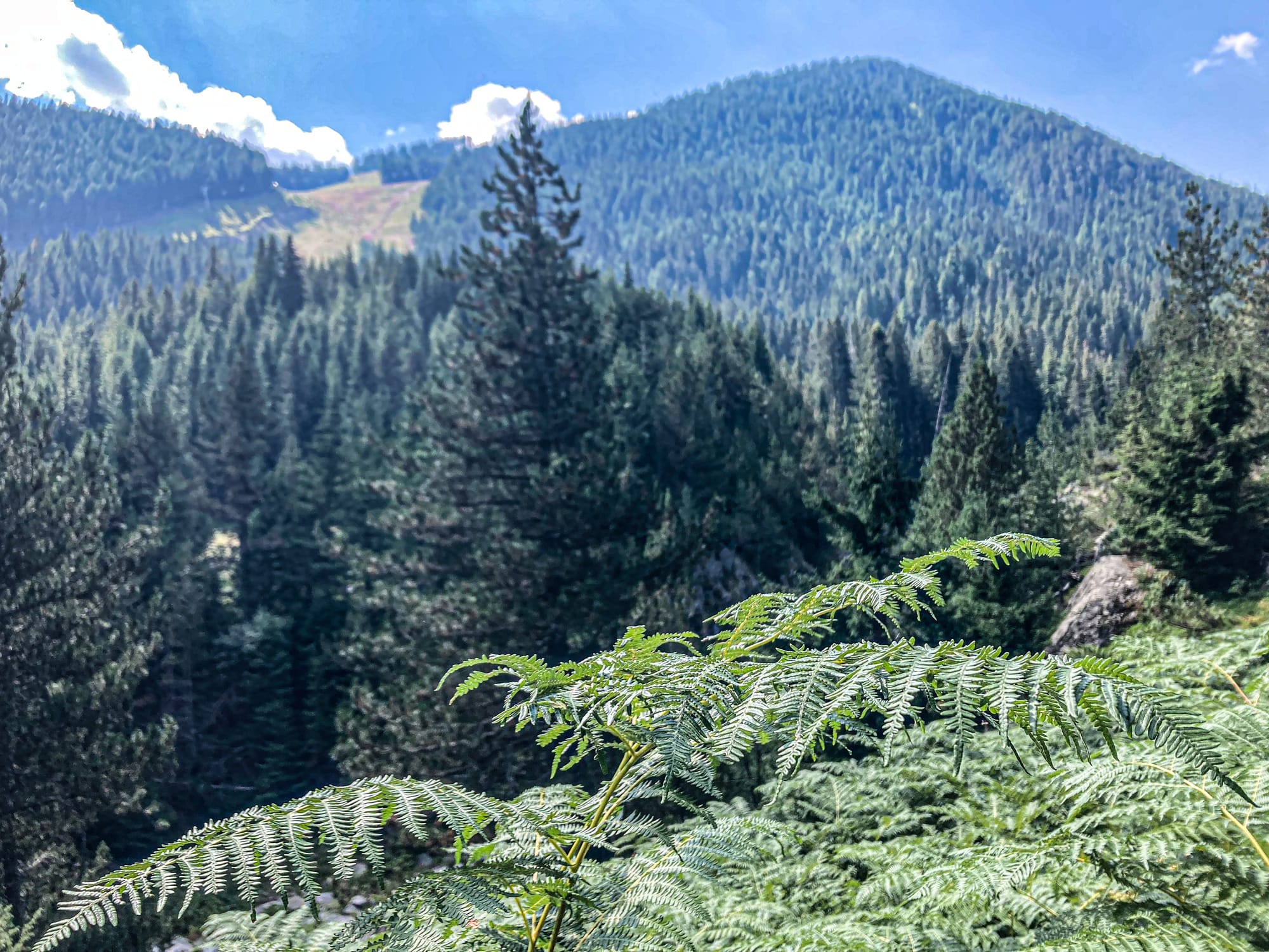 Foreground of green ferns with a backdrop of dense pine forest and blue mountain slopes in the Pirin Mountains on a clear summer day