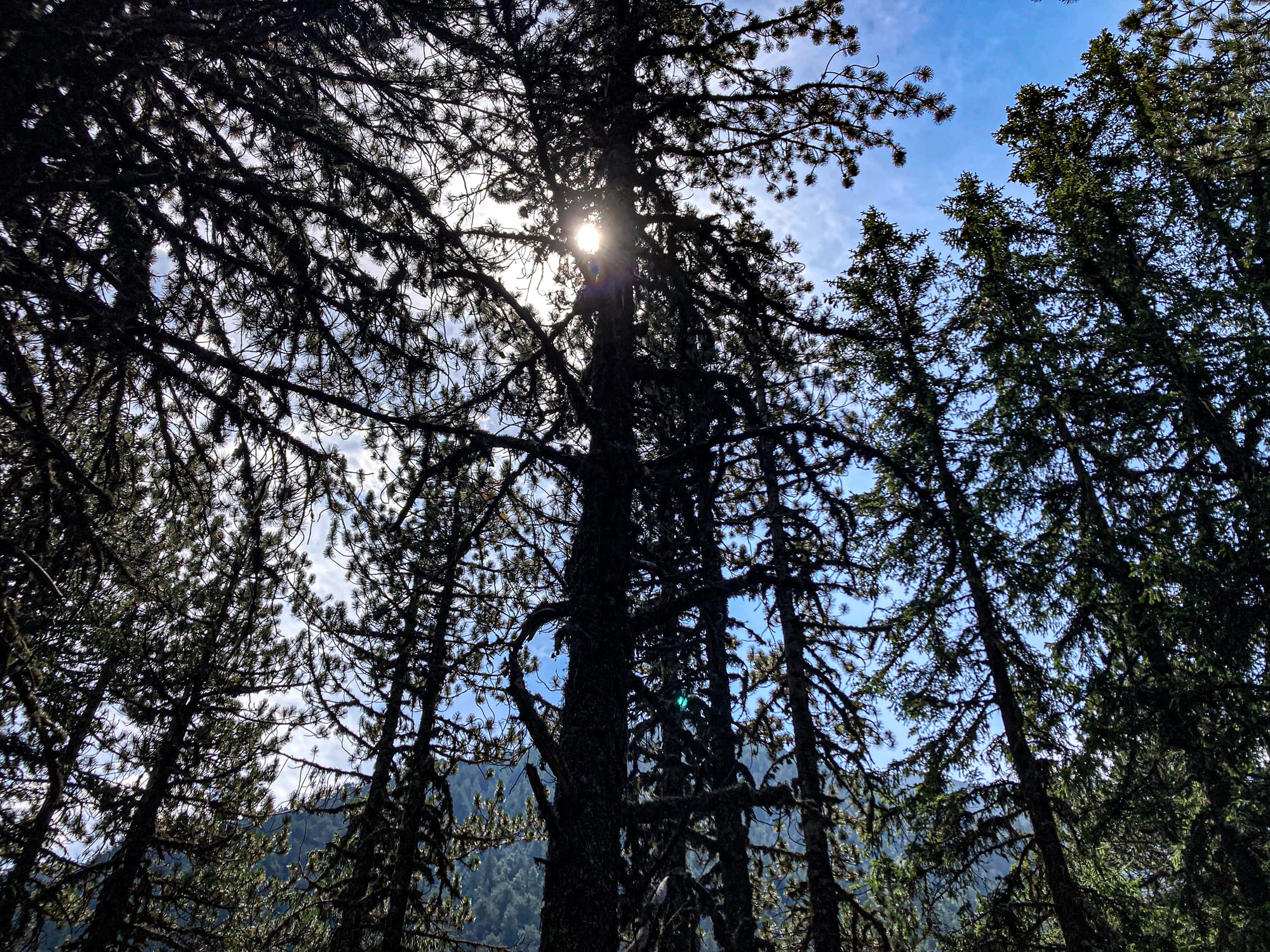 View looking up at tall pine trees in the Pirin Mountains, with the sun shining through branches and a bright blue sky in the background