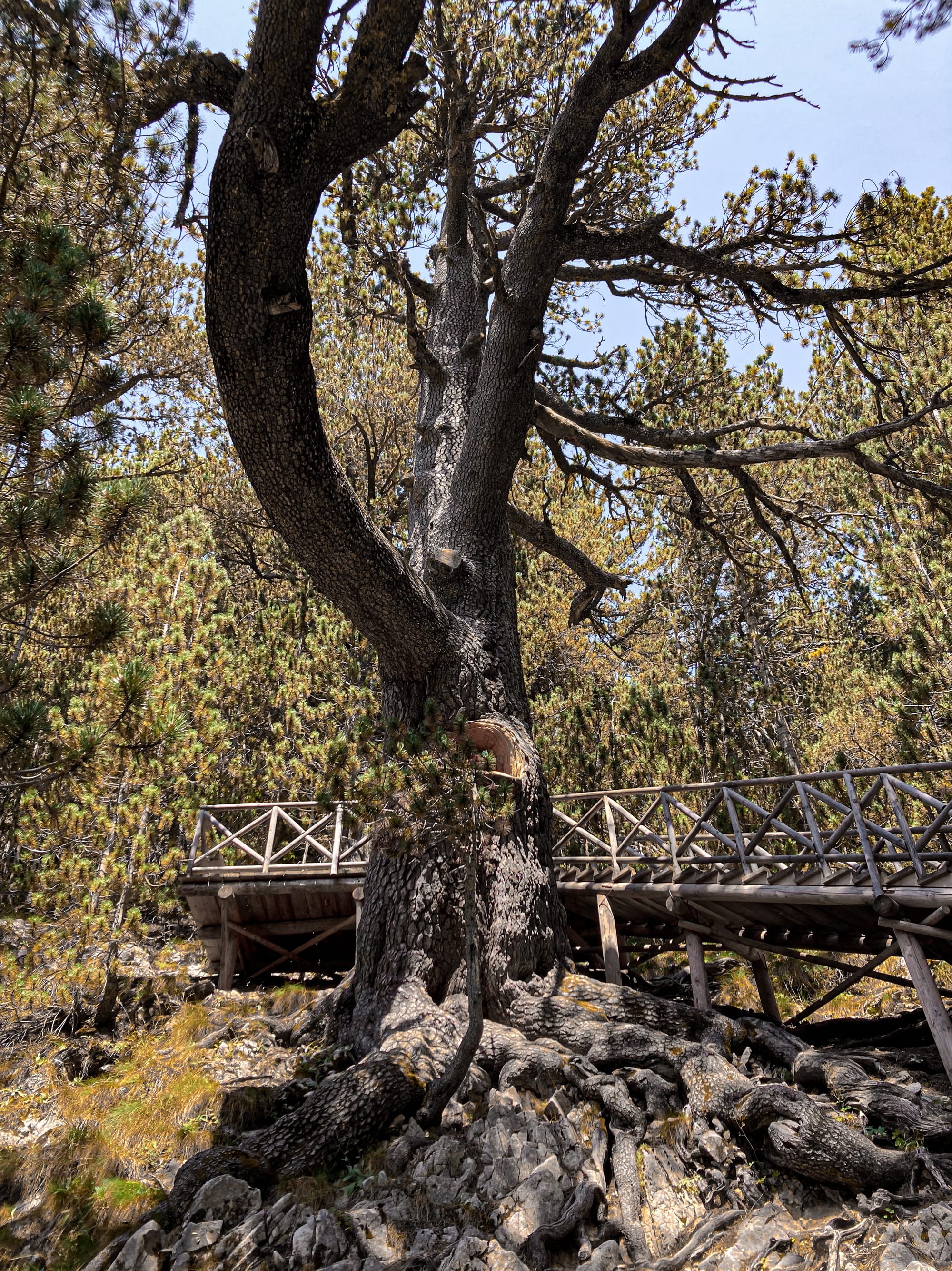 Close-up of the massive trunk and sprawling roots of the 1,300-year-old Bosnian pine, the oldest tree in Bulgaria, with a wooden walkway and railing built around it in the Pirin Mountains