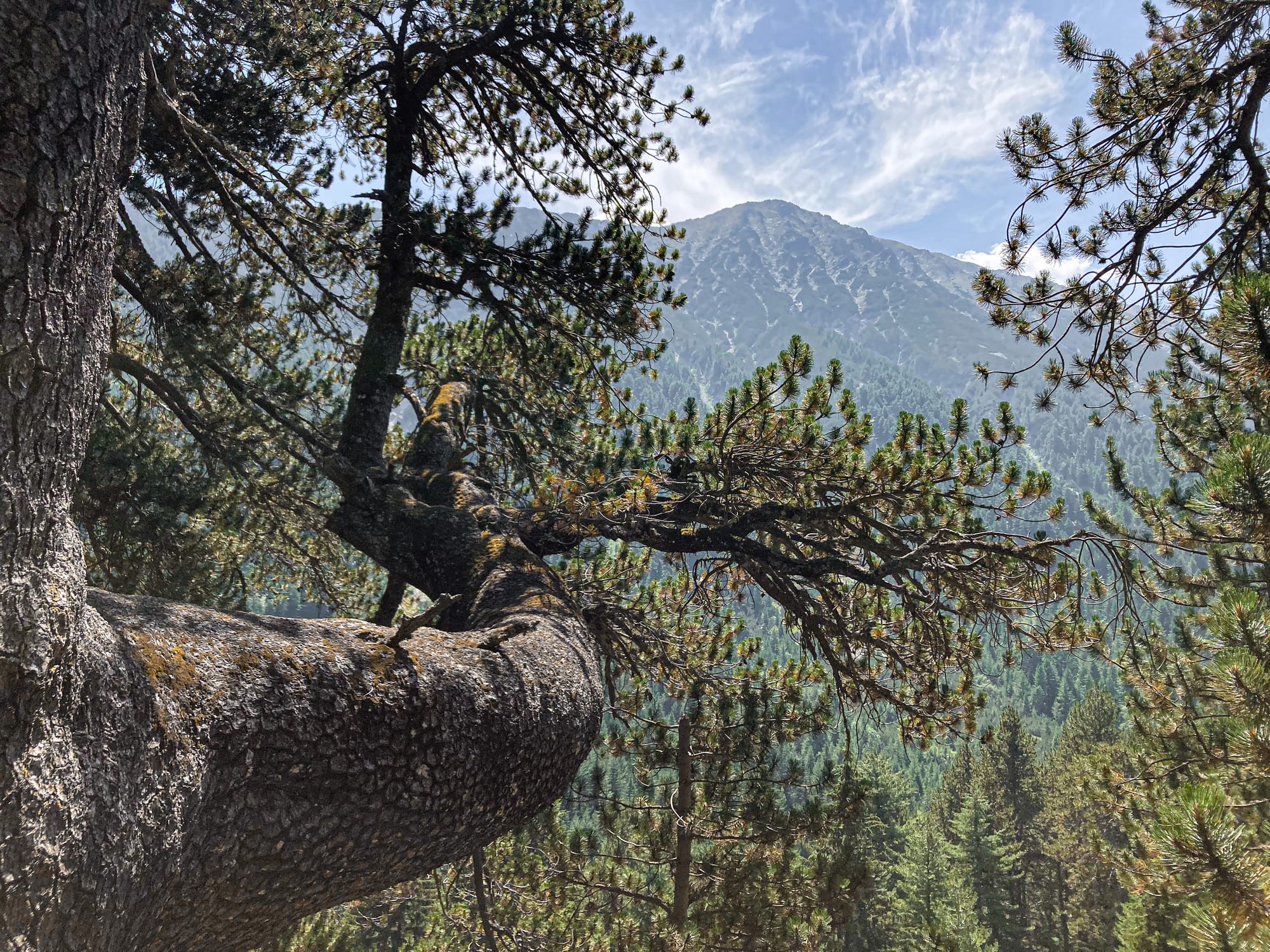 View of the oldest tree in Bulgaria, a massive 1,300-year-old Bosnian pine in the Pirin Mountains, with thick, weathered branches extending outward and a backdrop of dense forest and rugged peaks