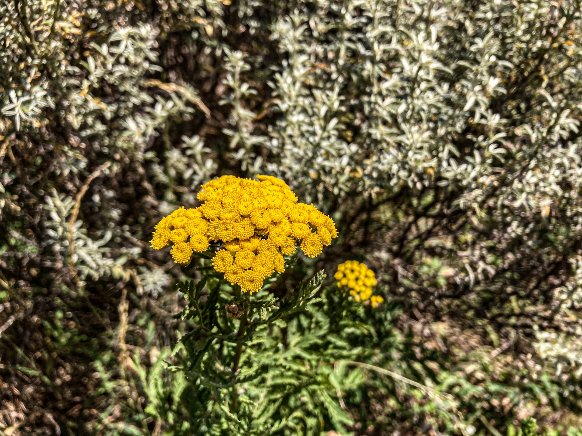Close-up of a cluster of bright yellow wildflowers growing in the Pirin Mountains, with textured green foliage and silvery shrubs in the background