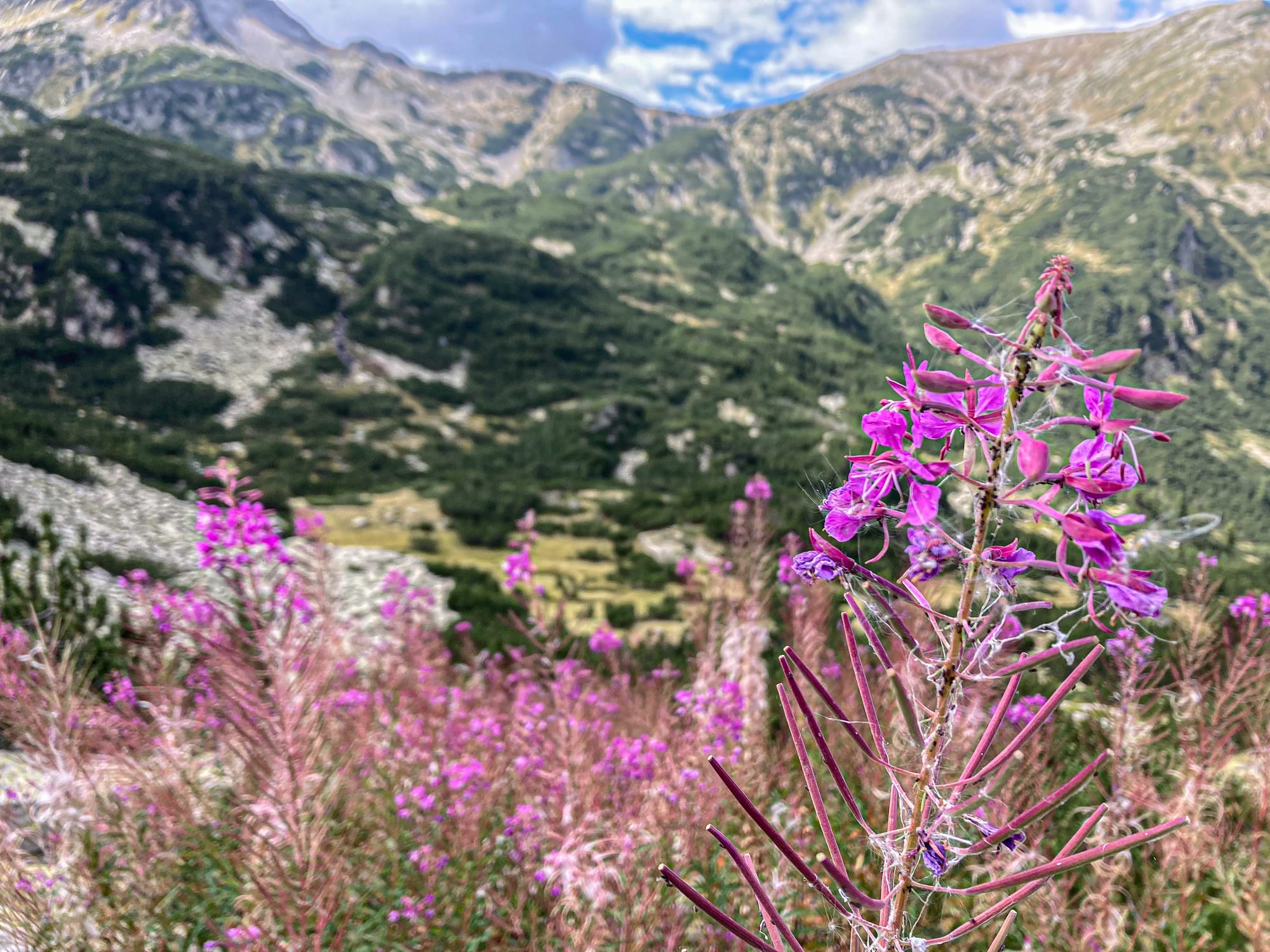 Close-up of purple wildflowers in the Pirin Mountains, with entire meadows of blooms stretching across the slopes and rugged peaks rising in the background under a partly cloudy sky