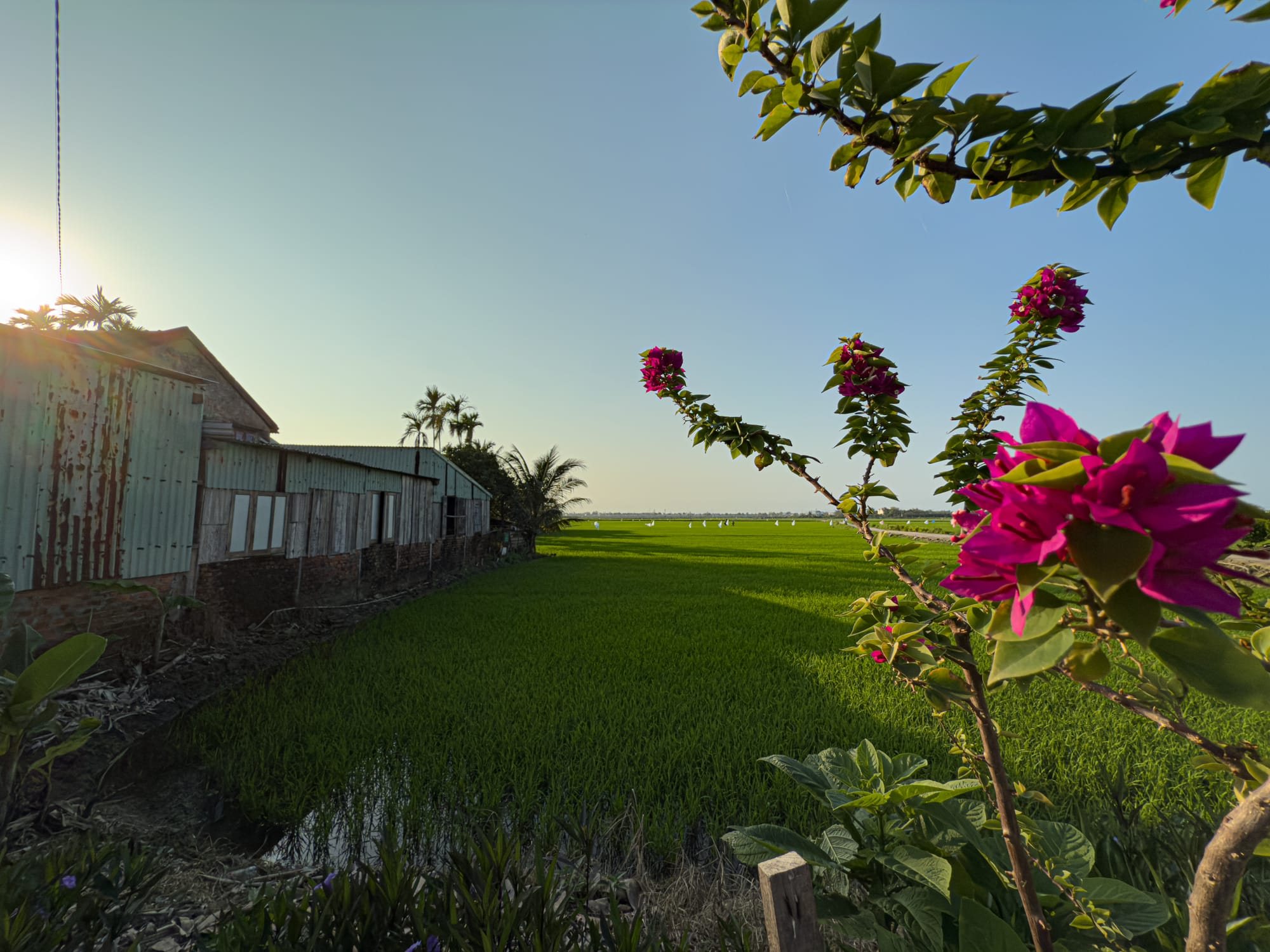 Street near Hub Hoi An in Vietnam with blooming flowers, rice fields, digital nomad coworking space, remote working hub