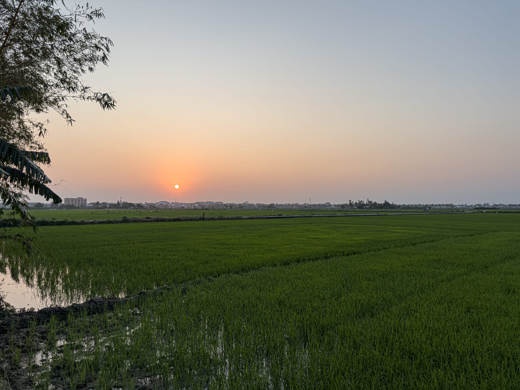 Sunset view over the rice fields from Hub Hoi An, a coworking space for digital nomads and remote workers in Vietnam