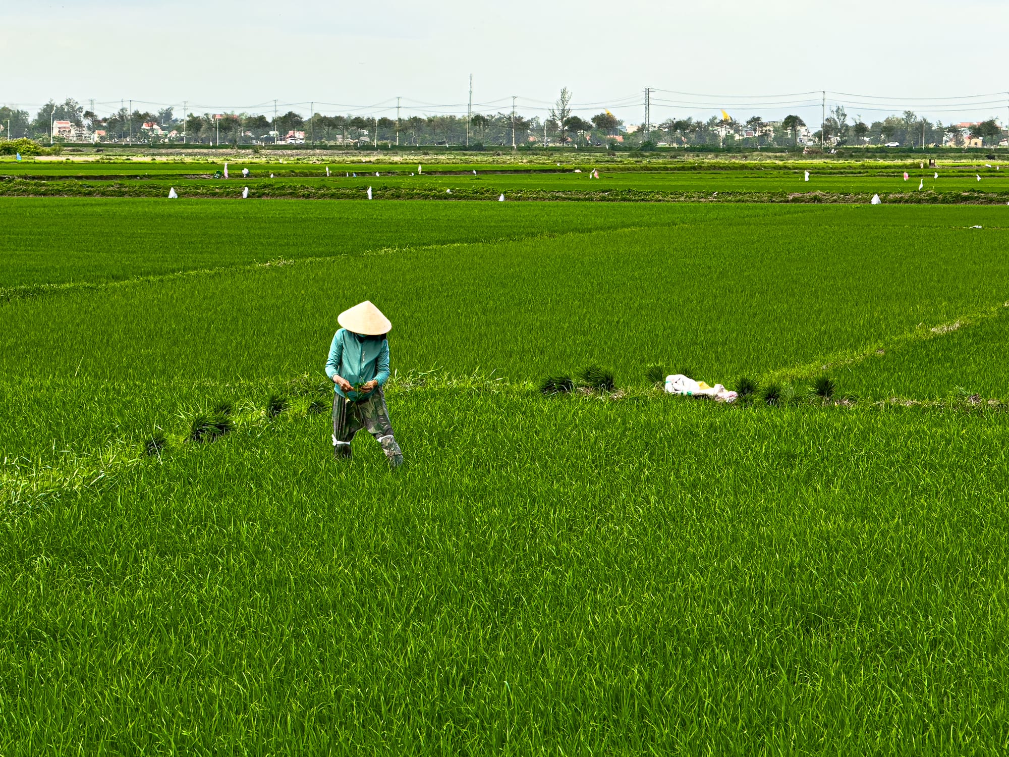 Vietnamese farmer working in lush green rice fields surrounding Hub Hoi An coworking space for digital nomads and remote workers