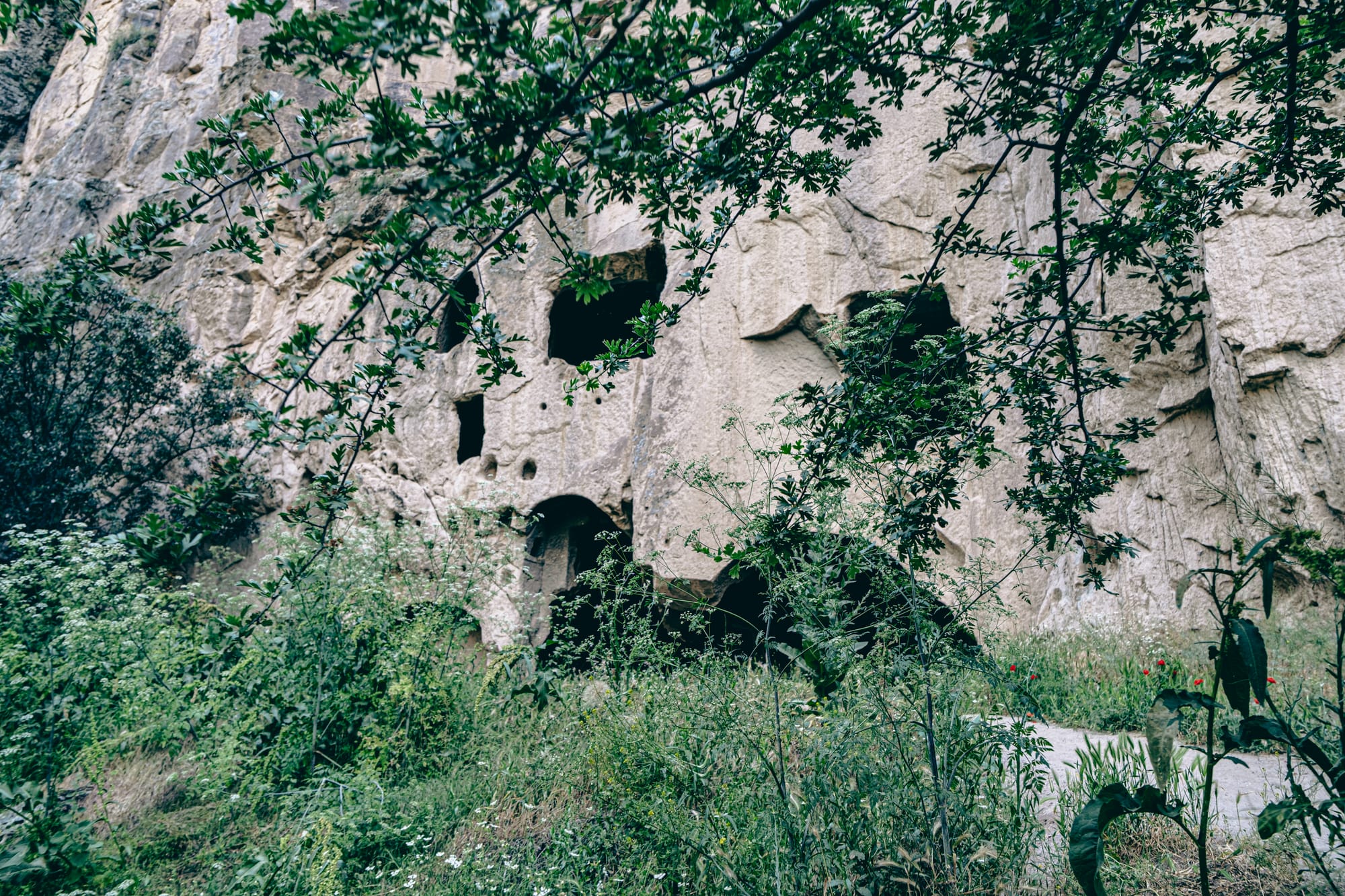Rock-cut cave dwellings carved into a cliffside, partially hidden by green foliage in Ihlara Valley