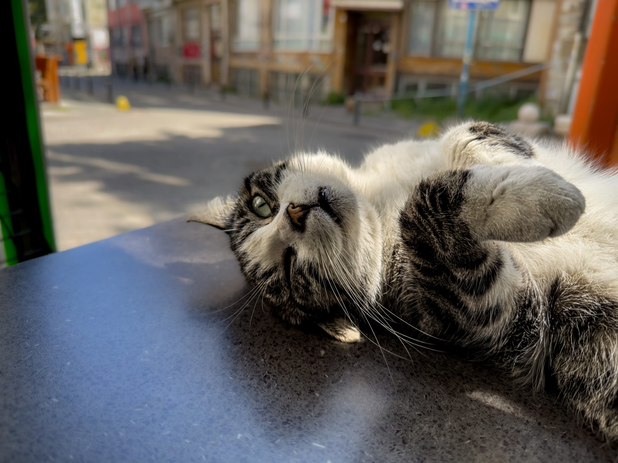 Close-up of a tabby cat lying on a café table in the sun, with a blurred street background