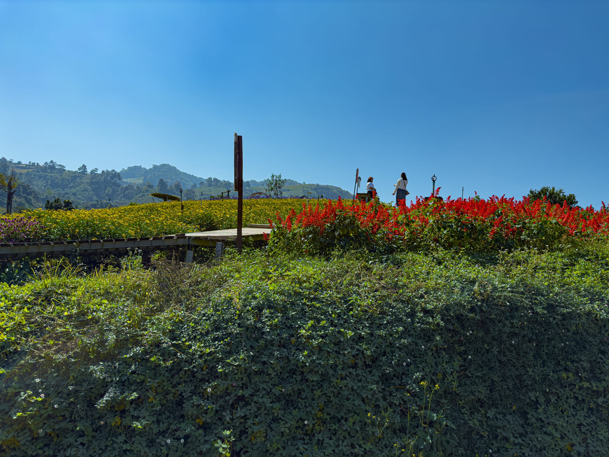 Two visitors walking along a wooden pathway surrounded by bright red and yellow flowers at the mountaintop flower farms of Mon Jam, Chiang Mai