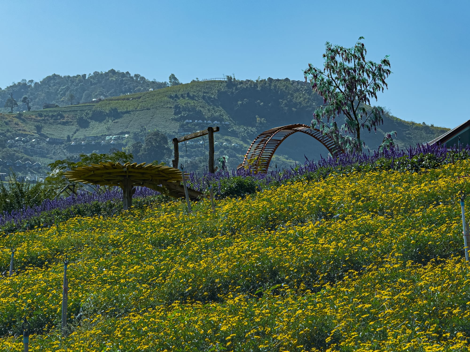 Hillside flower field filled with bright yellow blooms in Mon Jam, with a wooden trellis and arched walkway set against green mountains and a clear blue sky