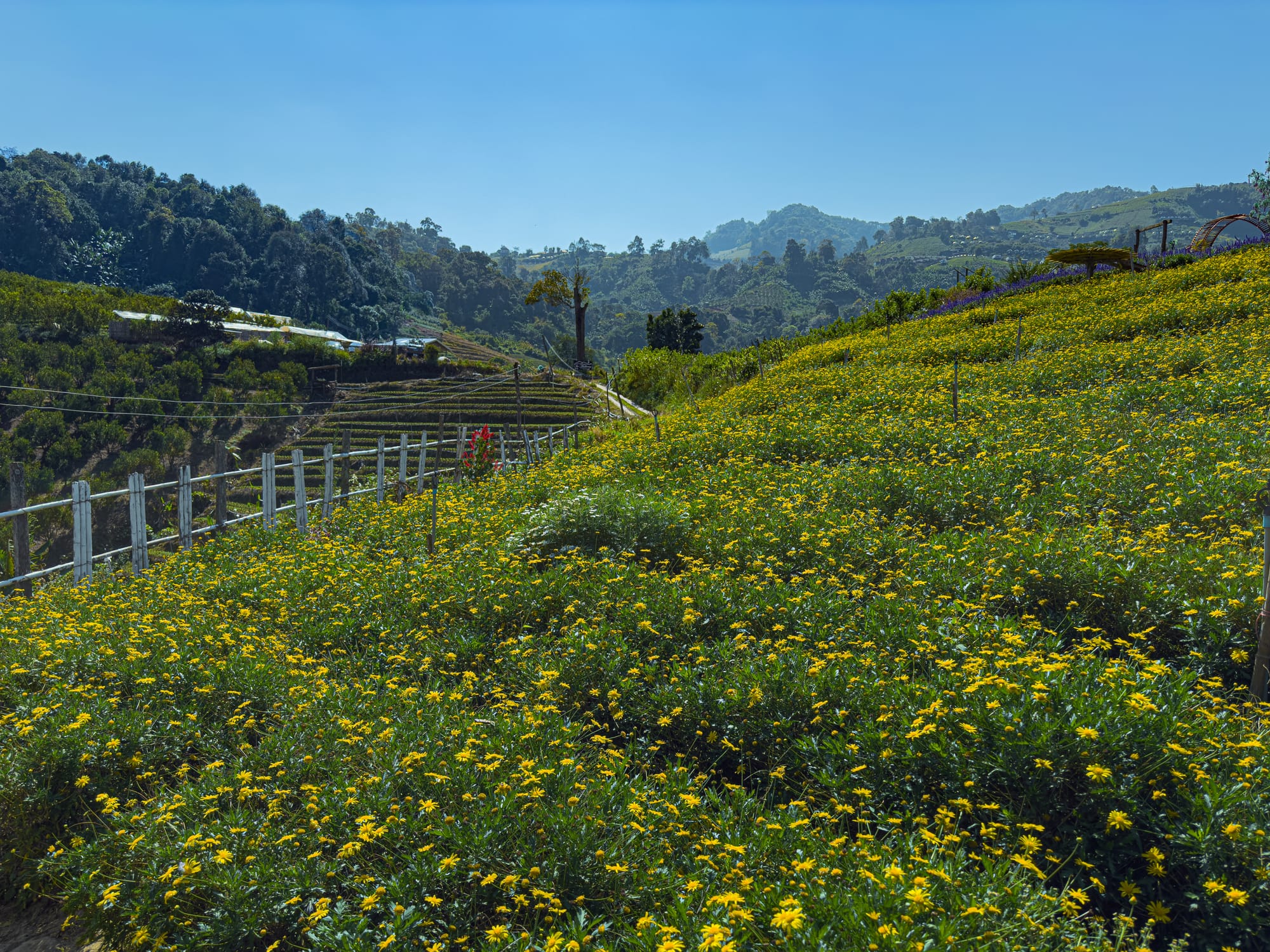 Hillside at Mon Jam covered in blooming yellow wildflowers, with wooden fences, terraced farmland, and forested mountains in the background under a clear blue sky