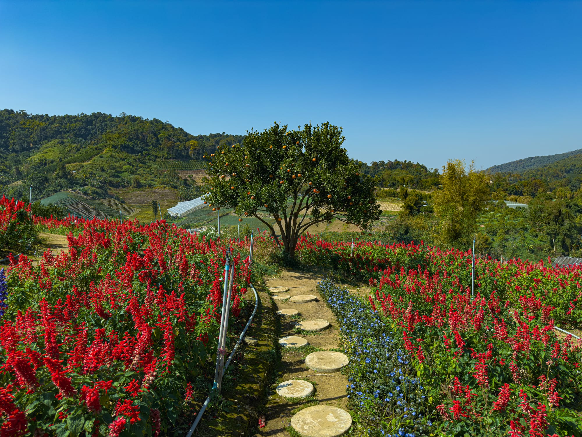 Scenic flower farm in Mon Jam with a stone walkway surrounded by red and blue flowers, an orange tree in the middle, and green mountain hills under a clear blue sky