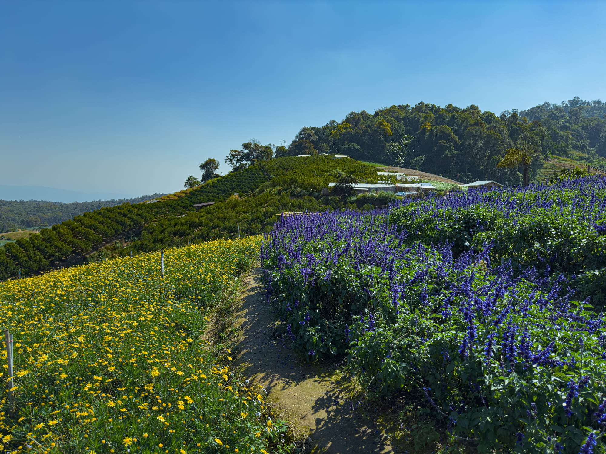 A scenic view of Mon Jam’s hillside flower farms with rows of yellow daisies and purple blossoms stretching across the slopes under a clear blue sky