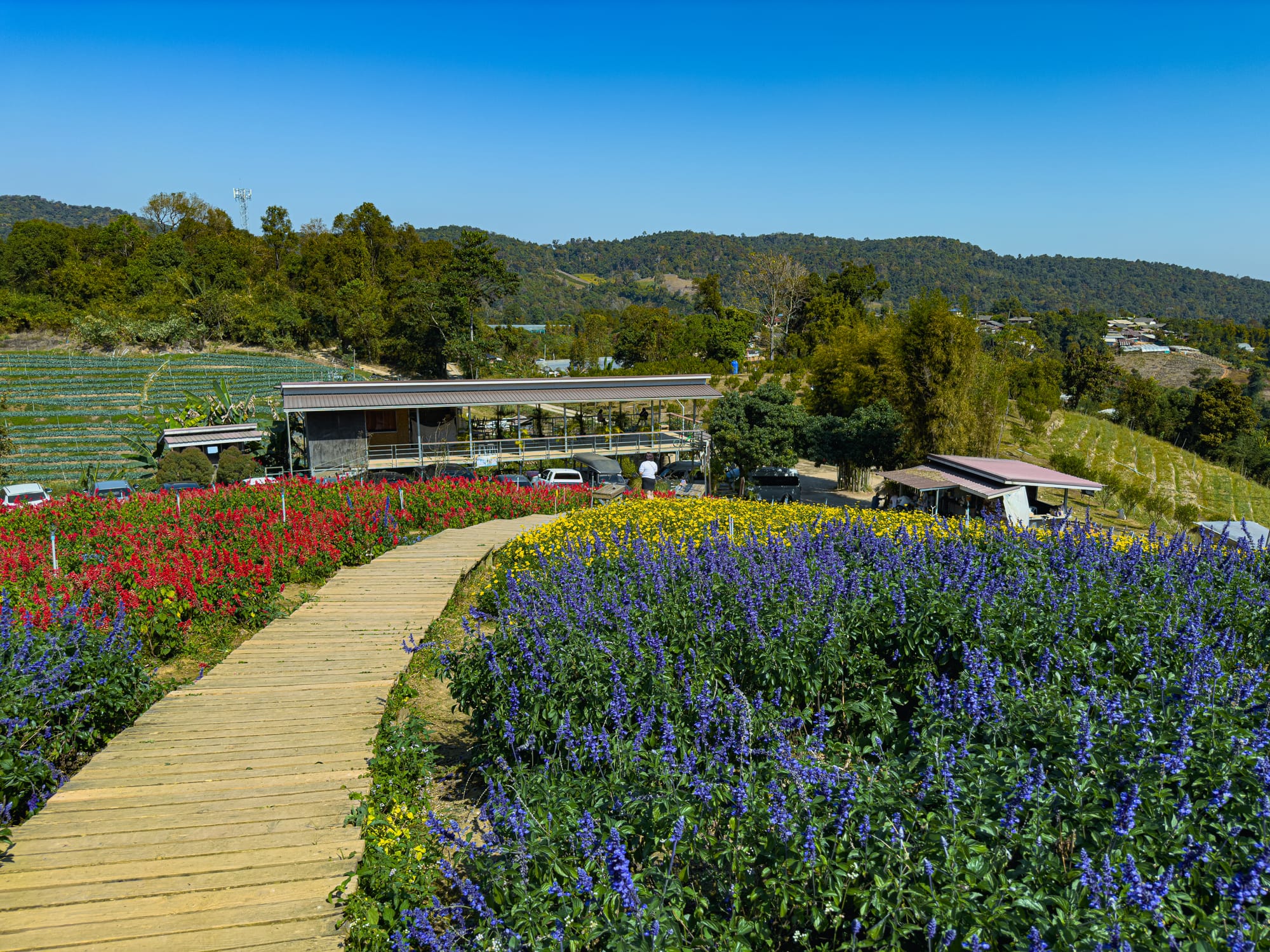 Wooden walkway surrounded by colorful flower fields—red, yellow, and purple—leading to a café building nestled against the green hills of Mon Jam