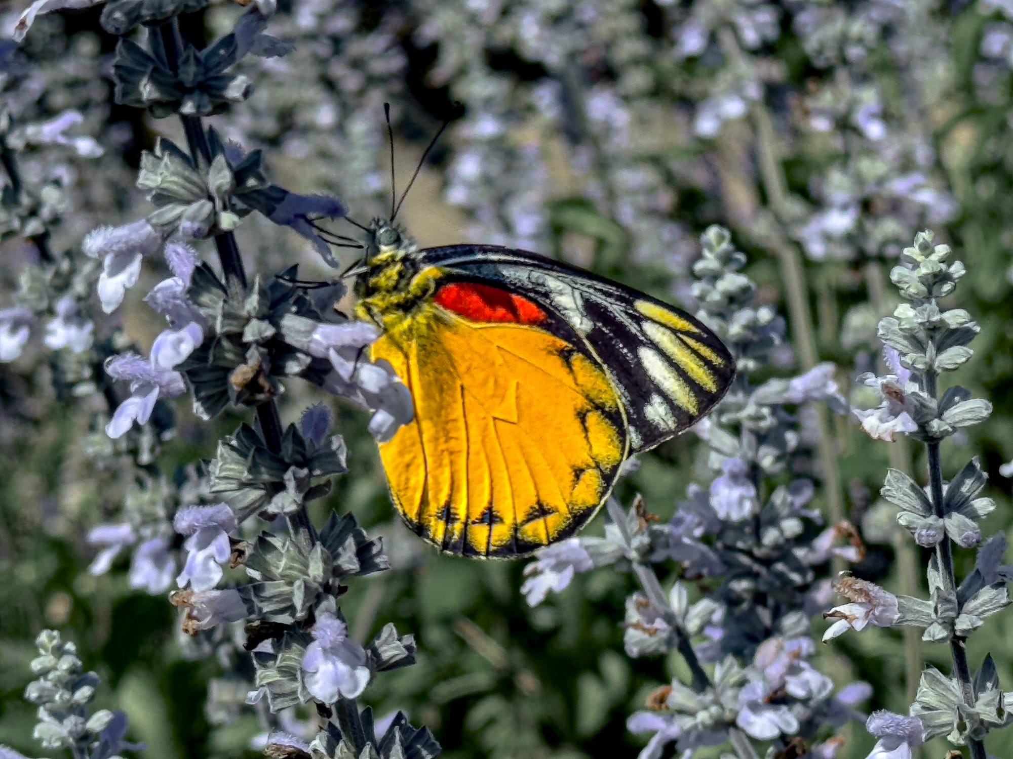 Close-up of a colorful butterfly with yellow, red, black, and white wings perched on small lavender flowers at Mon Jam