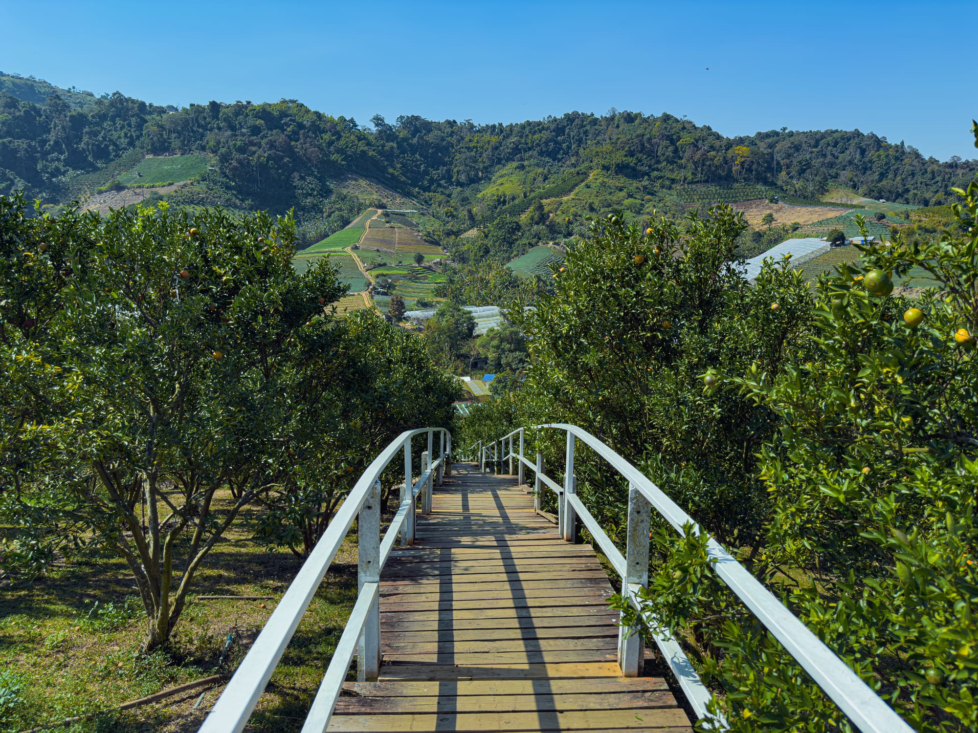 Wooden walkway with white railings cutting through green citrus trees, leading to panoramic terraced hillsides at Mon Jam under a clear blue sky