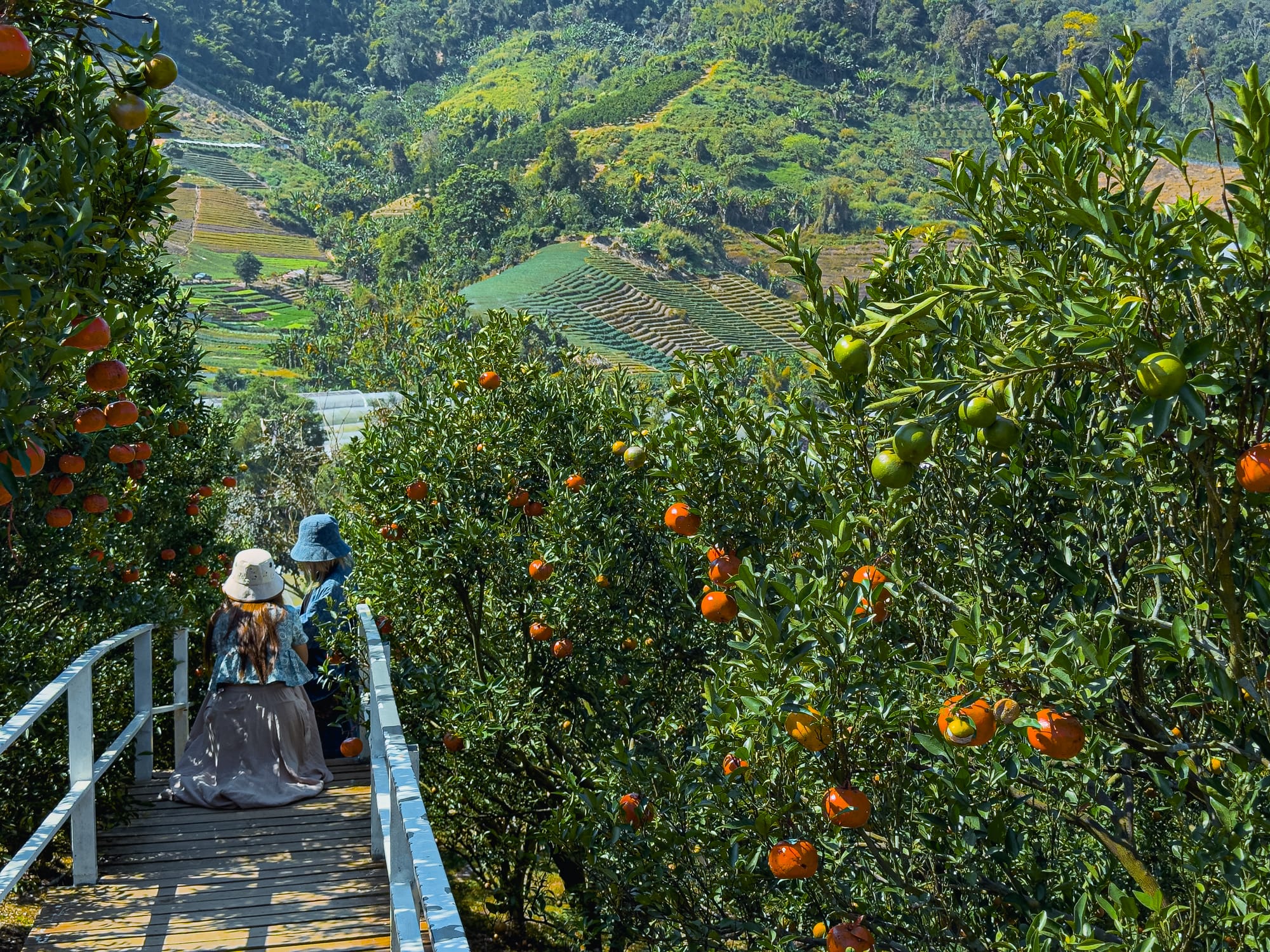 Two people walking along a wooden path surrounded by orange trees heavy with fruit, overlooking terraced green hills in Mon Jam, Chiang Mai
