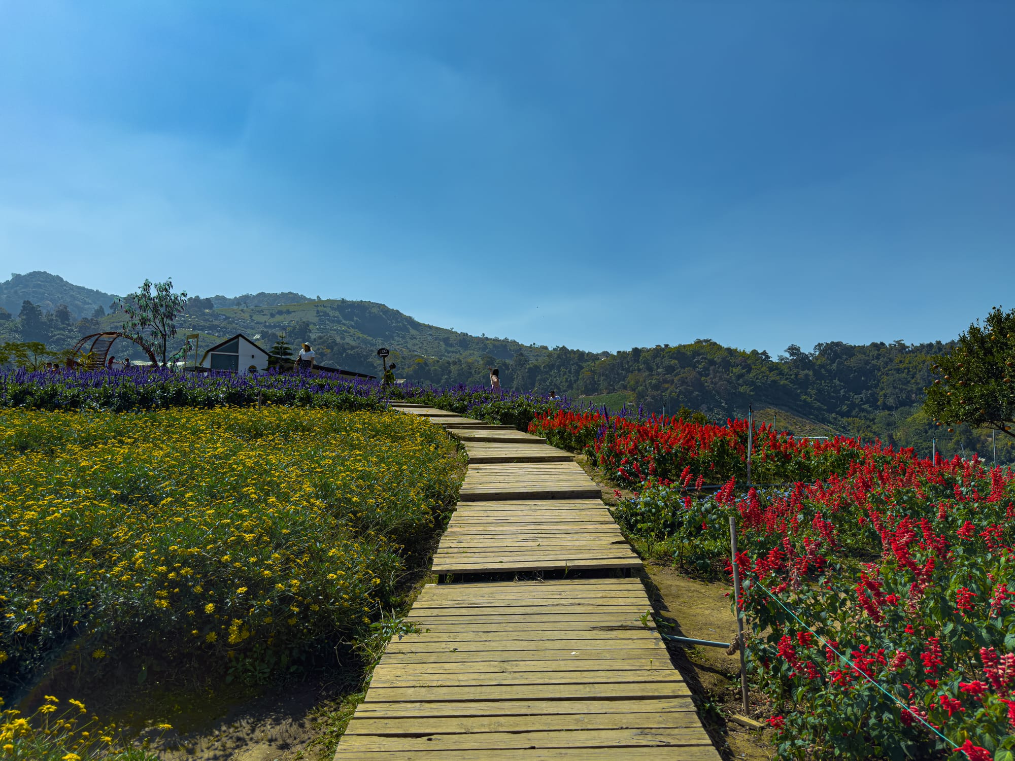 Pathway made of wooden planks leading through colorful flower fields of red, yellow, and purple blooms at Mon Jam, Chiang Mai, with mountain scenery in the background