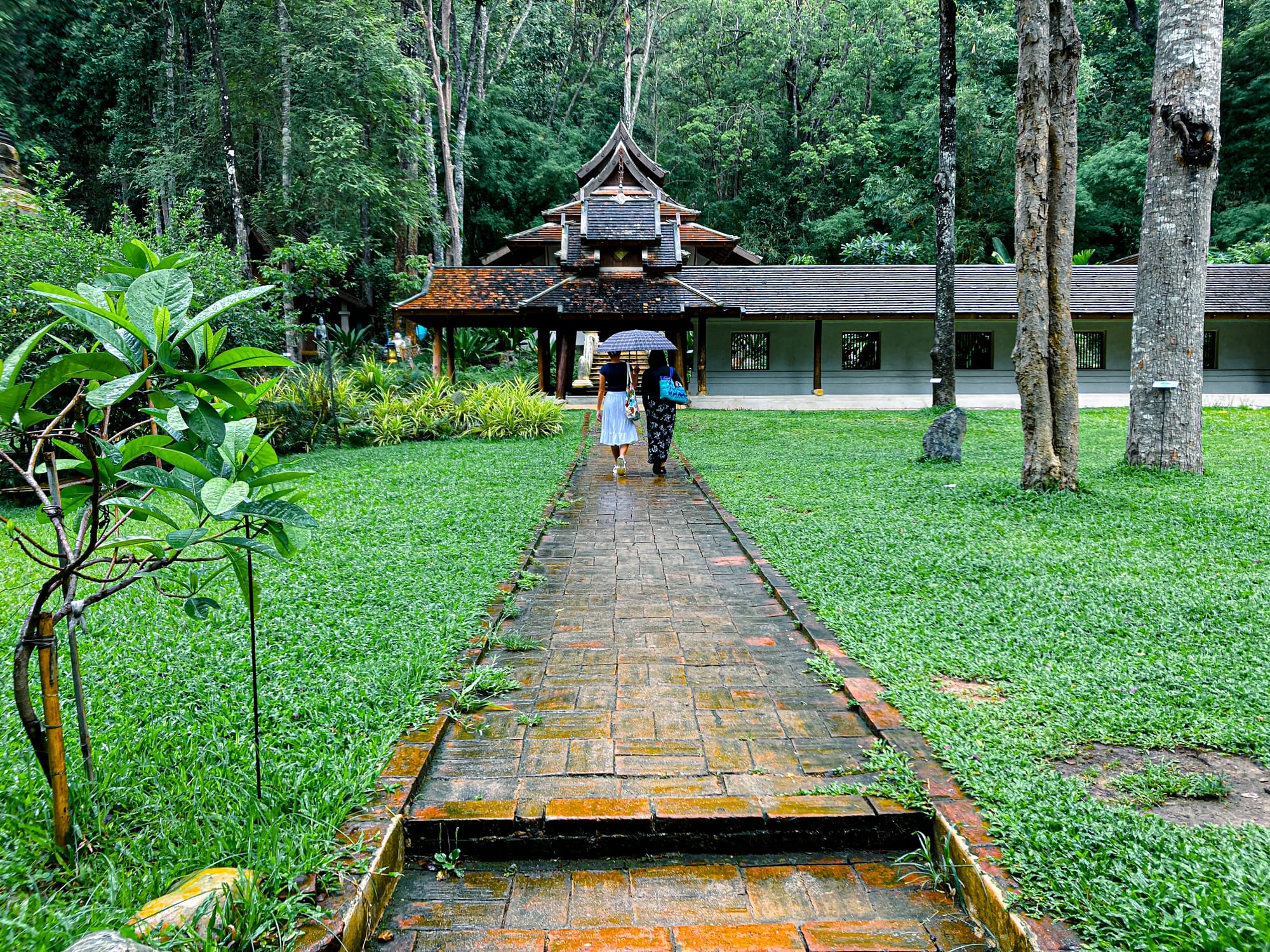 Two visitors with an umbrella walk along a wet brick pathway lined with grass, leading into the ornate wooden entrance of Wat Pha Lat, surrounded by tall trees and dense jungle on the Monk’s Trail in Chiang Mai