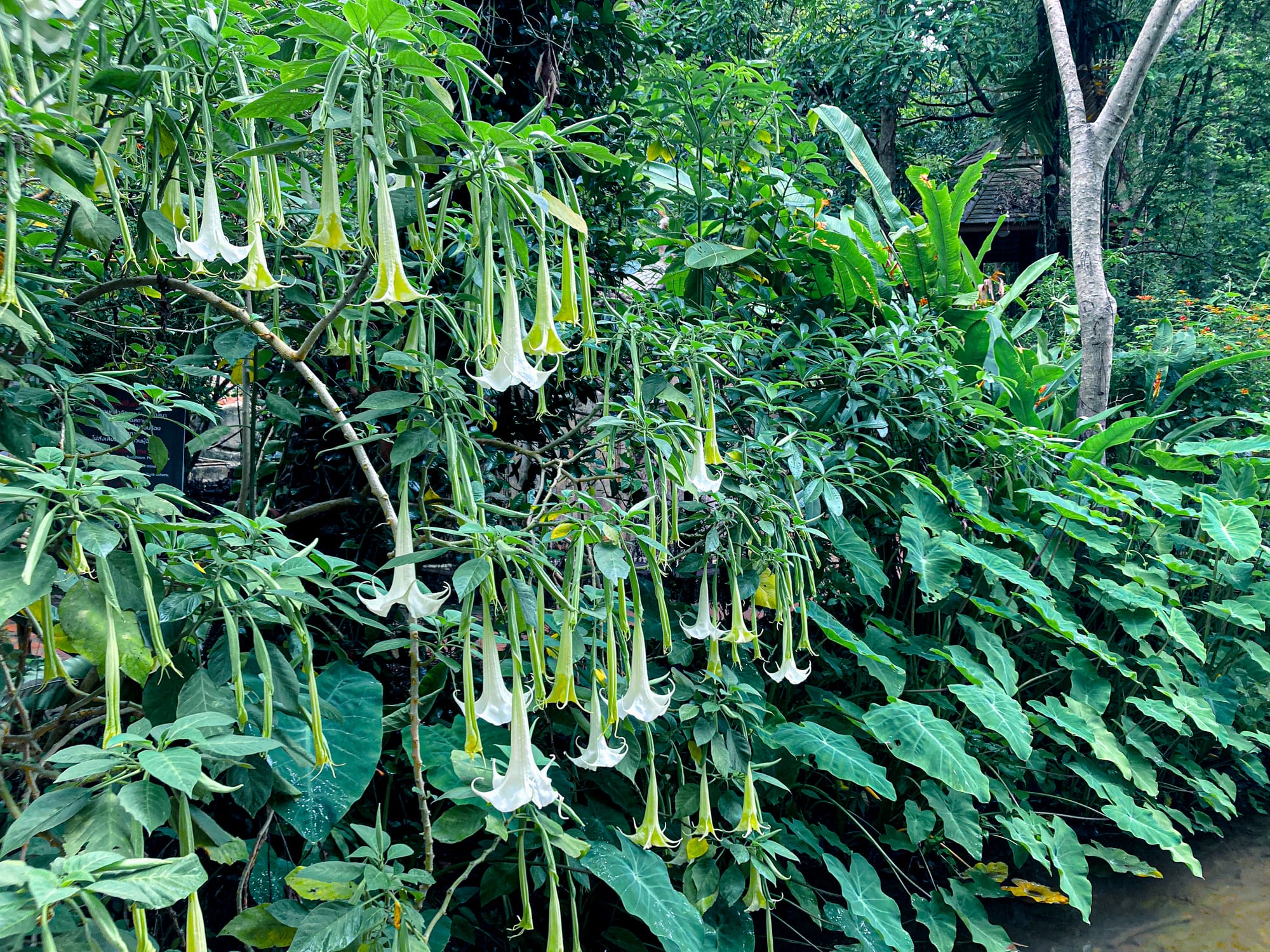 A lush section of the Monk’s Trail in Chiang Mai, with vibrant green foliage and a tree draped in delicate white trumpet-shaped flowers hanging gracefully among the leaves