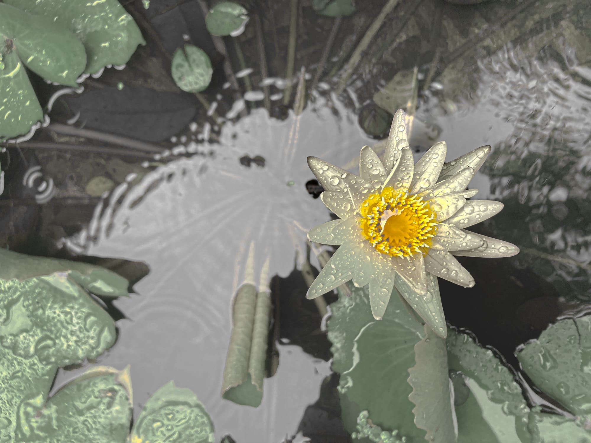 Close-up of a white lotus flower with yellow center, covered in raindrops, floating on a pond with rippling water and green lily pads at Wat Pha Lat on the Monk’s Trail in Chiang Mai