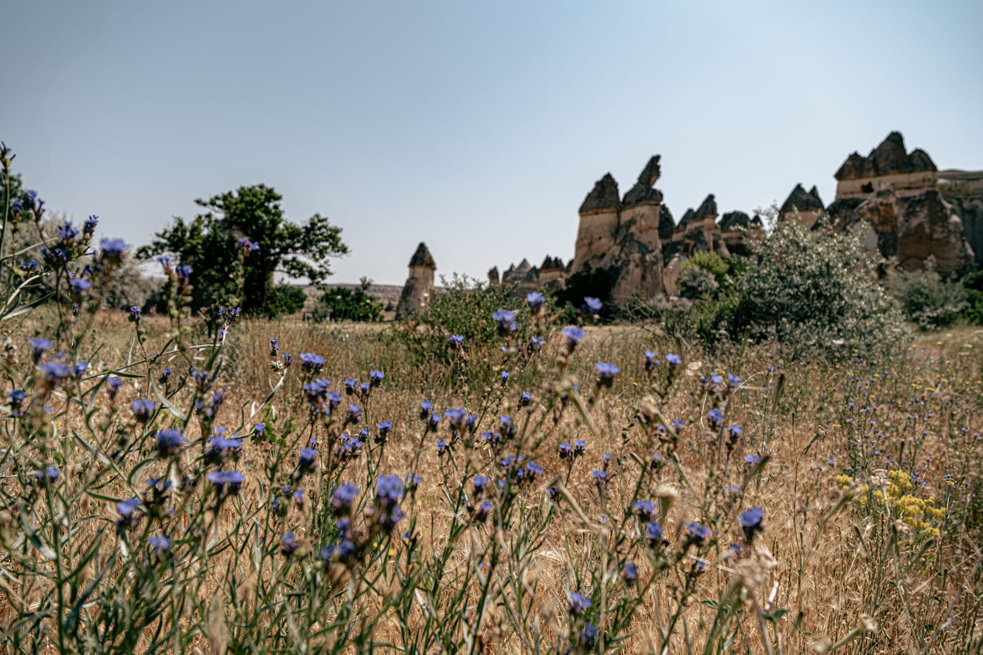 A field of purple and yellow wildflowers in Paşabağ (Monks Valley), Cappadocia, with distinctive mushroom-shaped fairy chimneys and rocky formations in the background under a clear blue sky