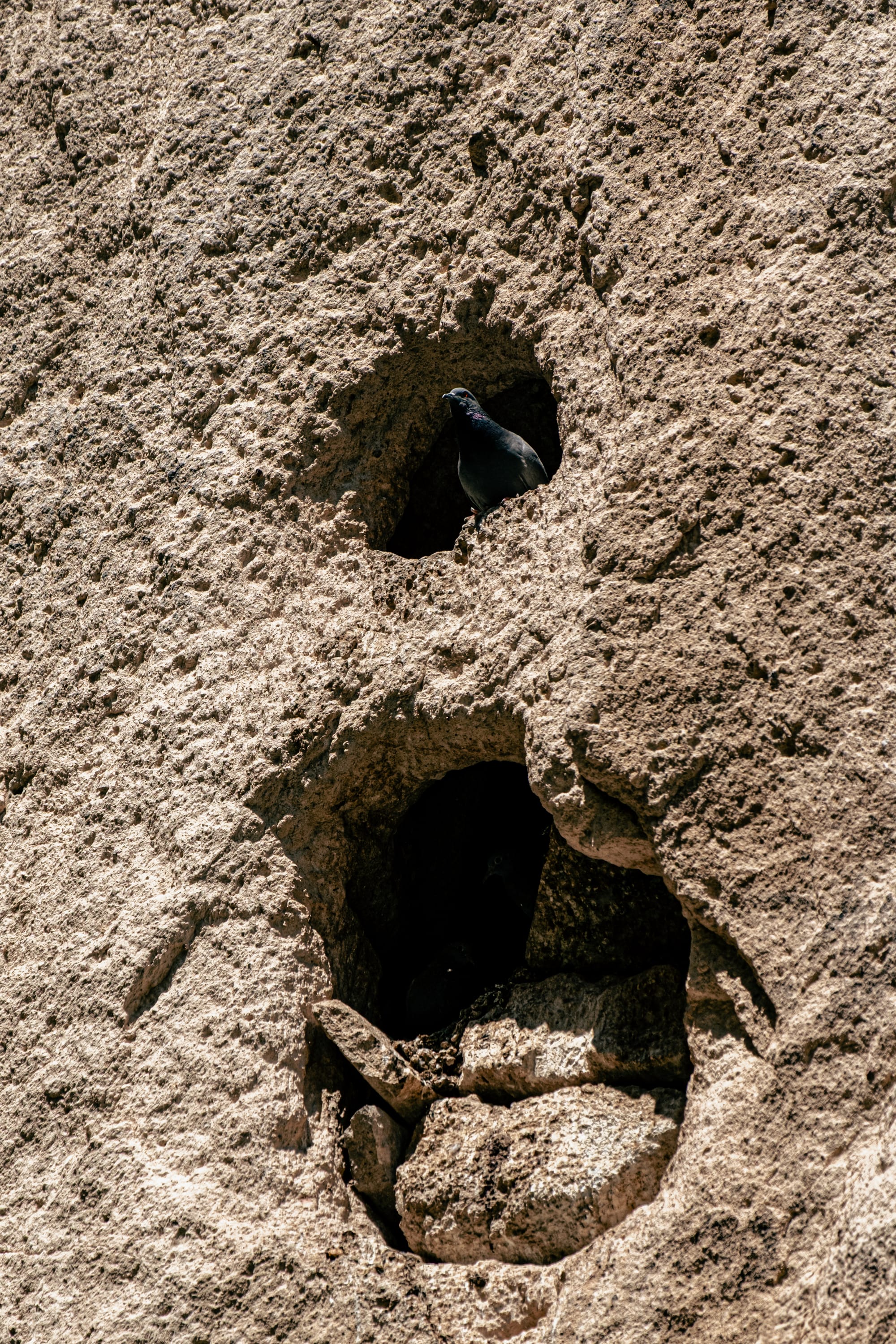 Close-up of a pigeon perched inside a circular hollow carved into the textured volcanic rock face of Paşabağ (Monks Valley) in Cappadocia