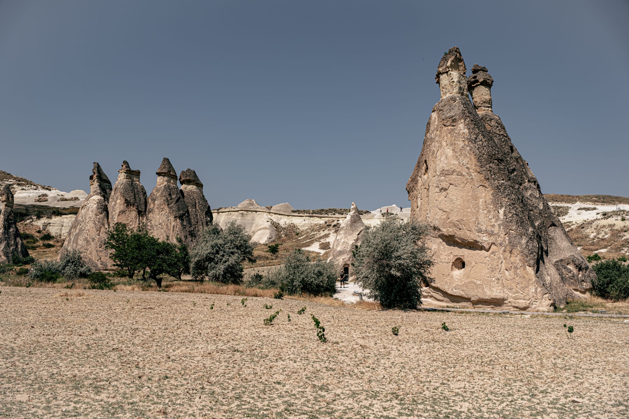 Wide view of Paşabağ (Monks Valley) in Cappadocia, featuring tall, dark-capped fairy chimneys surrounded by sparse trees and a dry, sandy field, with white rock ridges and a cloudless blue sky in the background