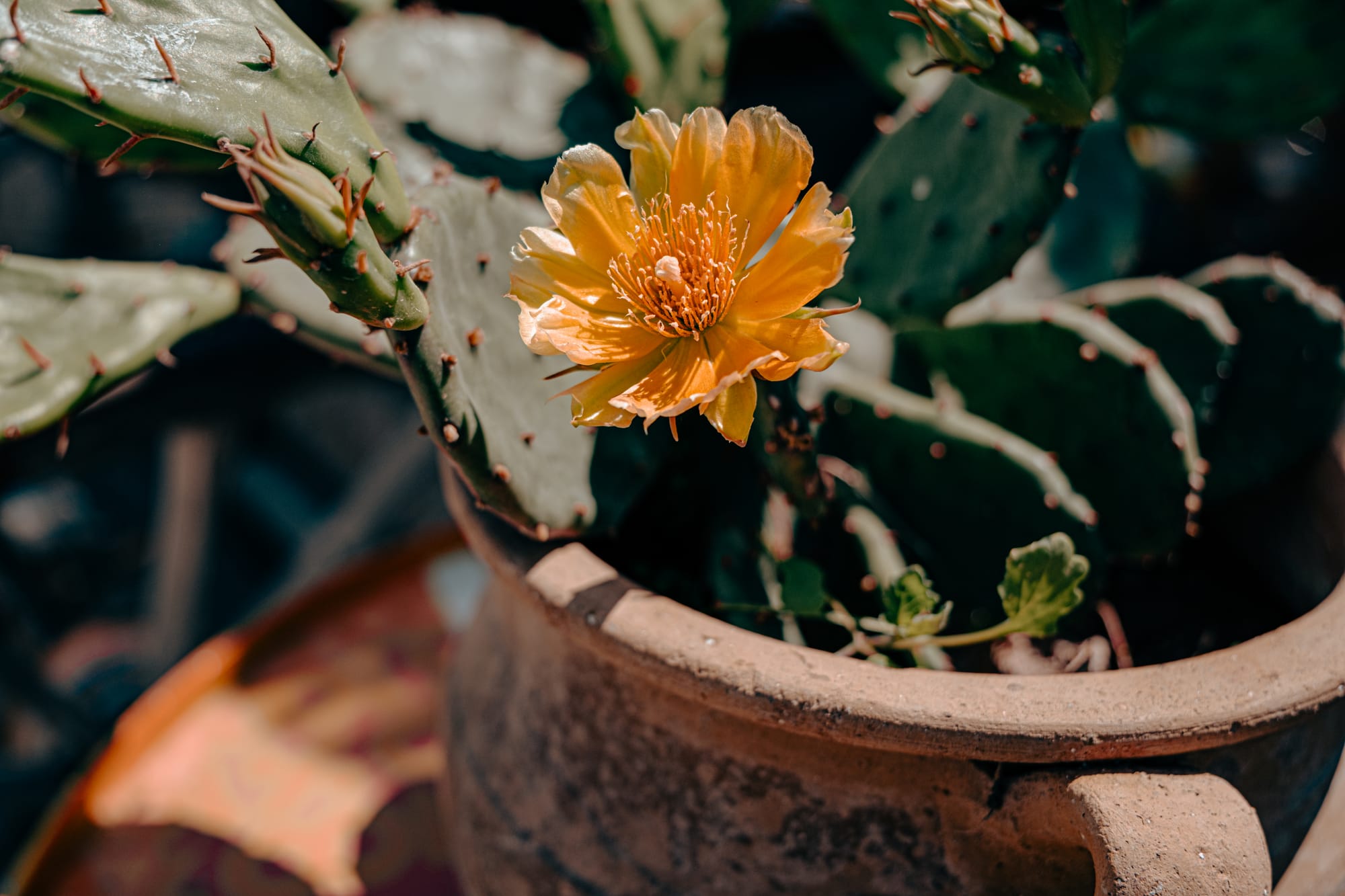 Close-up of a yellow cactus flower in a terracotta pot at Moonlight Ranch, Cappadocia