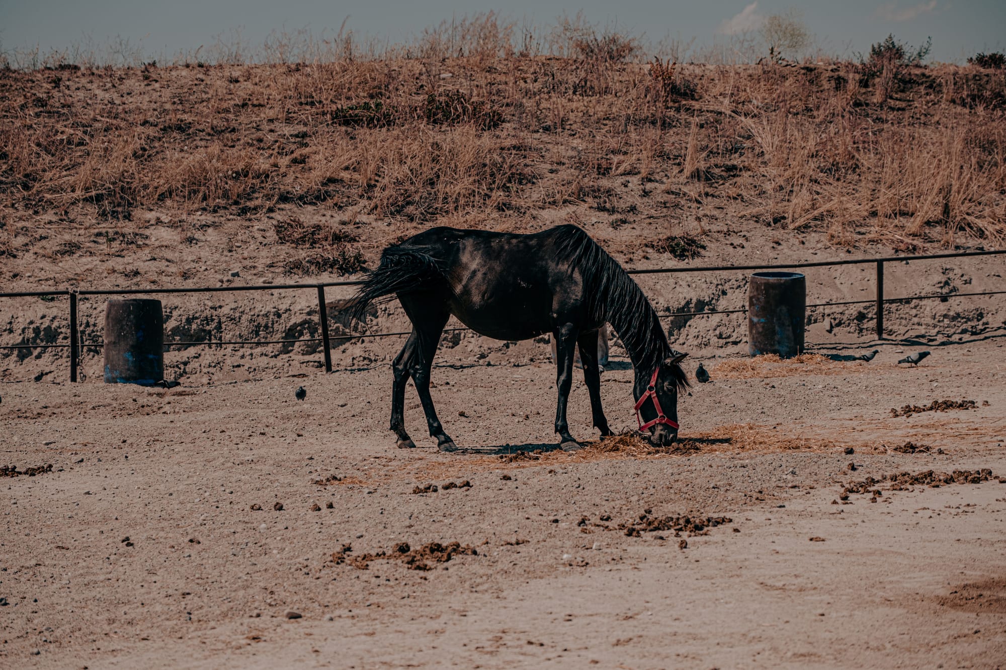 Black horse with a red halter grazing on sandy ground at Moonlight Ranch, Cappadocia