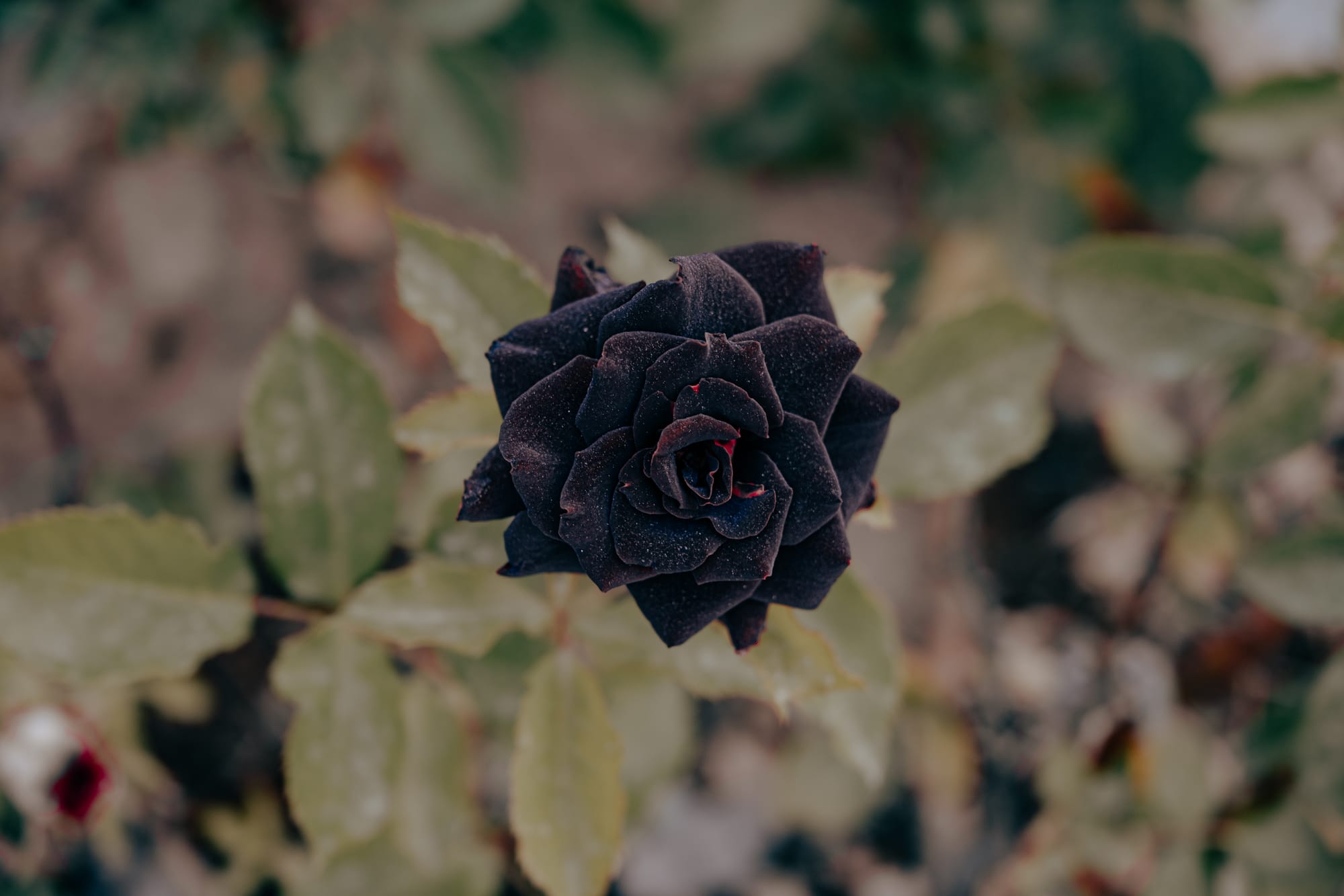 Close-up of a rare black rose at Moonlight Ranch in Cappadocia, with blurred green foliage background