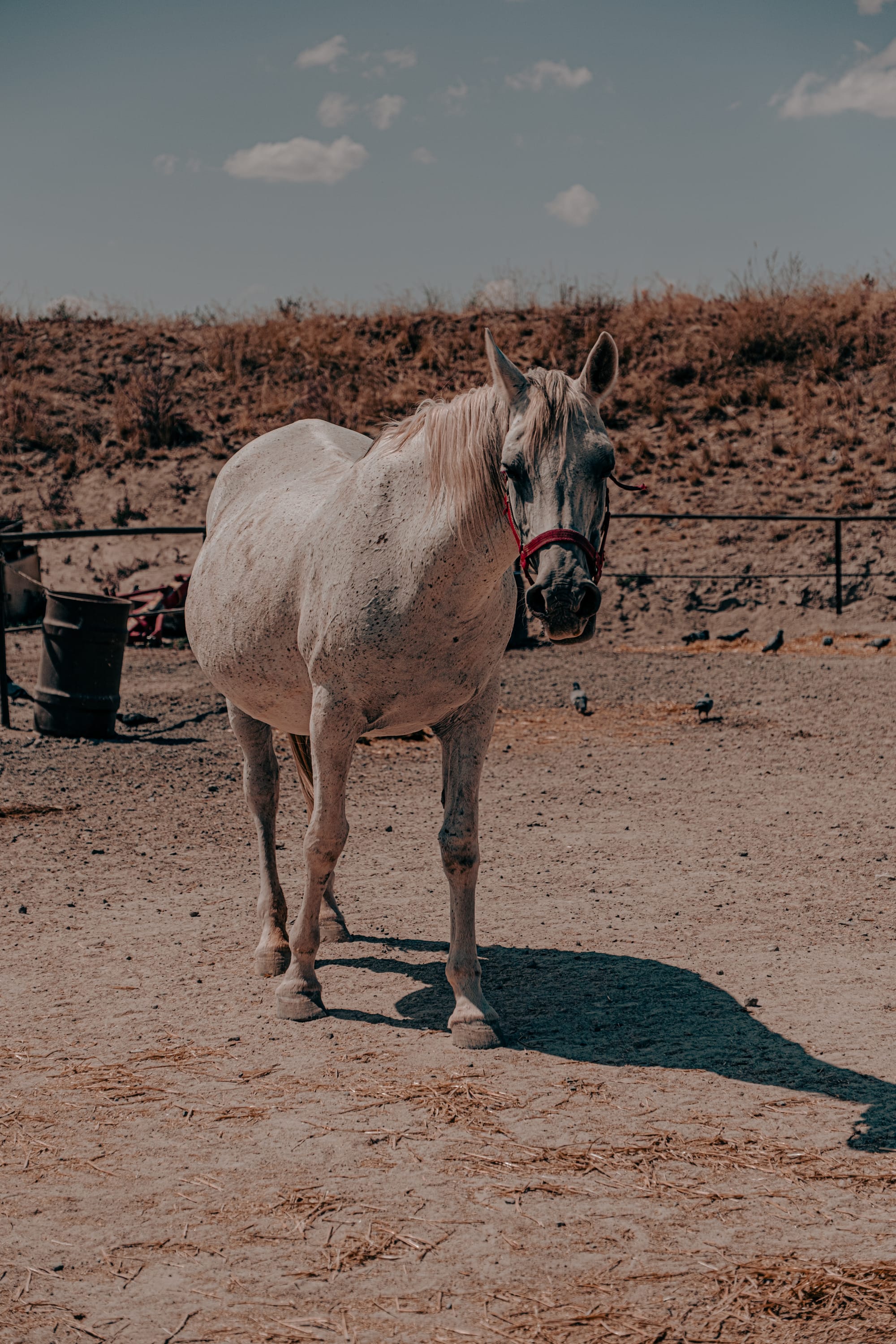 A white horse with a red halter standing in a sandy paddock at Moonlight Ranch in Cappadocia, Turkey, with a dry grassy hill and fencing in the background
