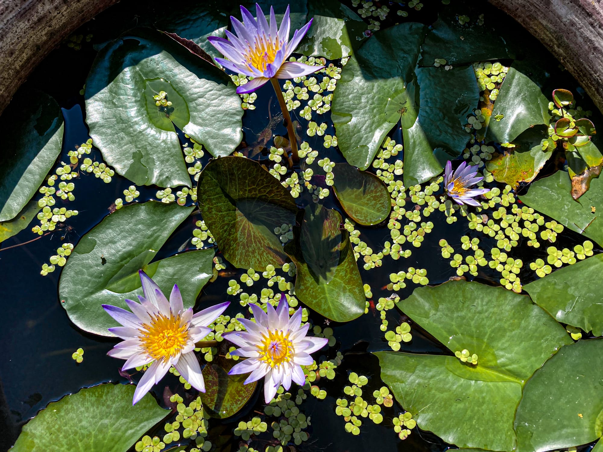 Close-up of blooming purple lotus flowers with yellow centers floating among lily pads in a pond at Old City Spa, Chiang Mai