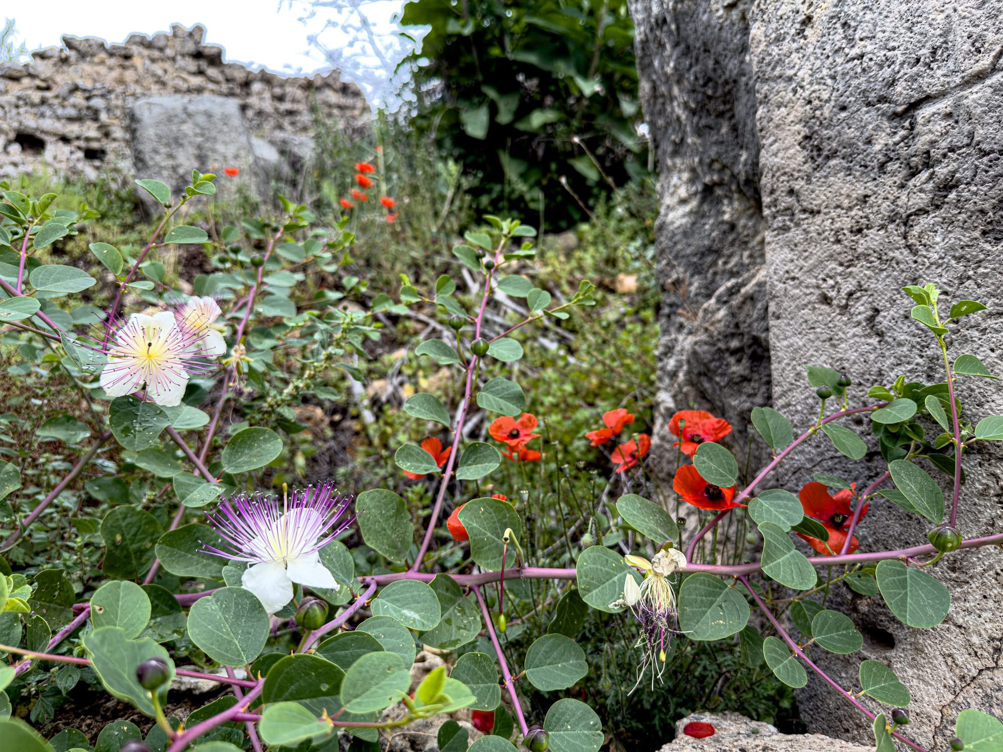 Caper flowers and red poppies growing between ancient stones at Perge near Antalya, Turkey