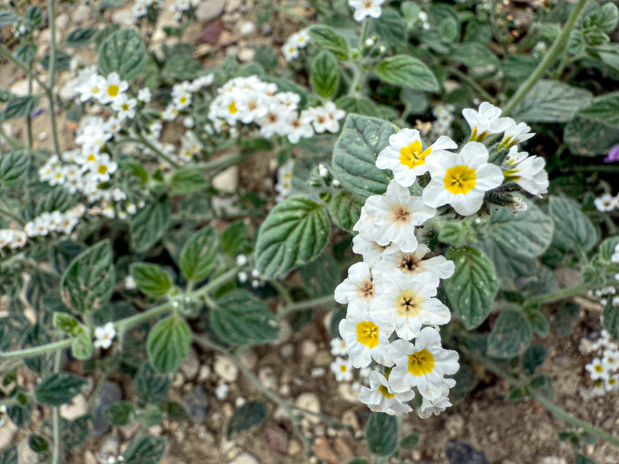 Heliotropium plant blooming at Perge with clusters of small white and yellow flowers near Antalya, Turkey