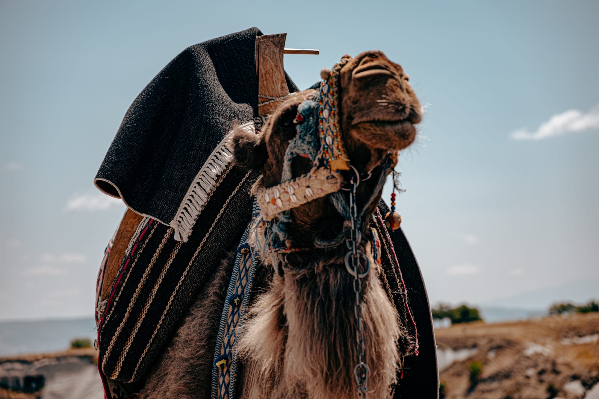 Close-up of a decorated camel at Pigeon Valley Lookout in Cappadocia with traditional saddle blankets and harness