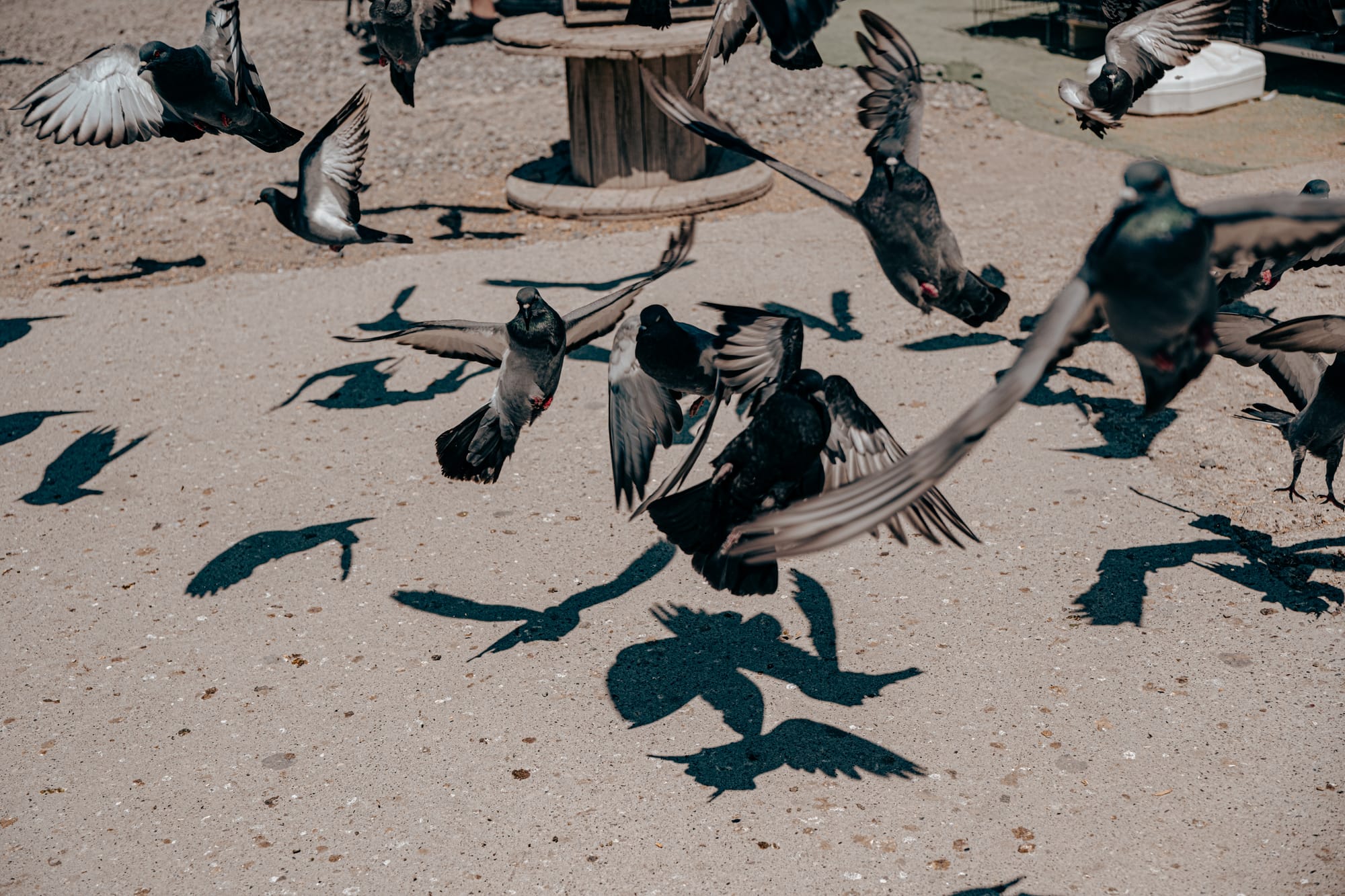Flock of pigeons flying with their shadows cast on the ground at Pigeon Valley Lookout in Cappadocia