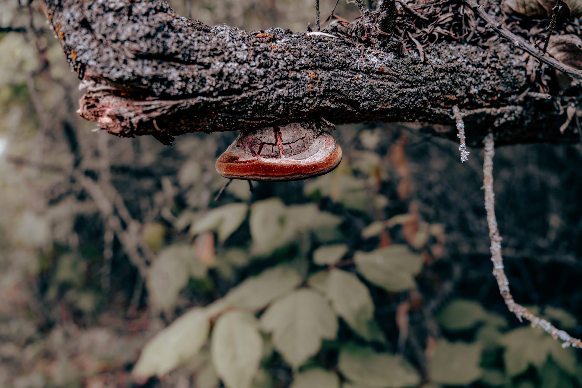 Close-up of a bracket fungus with concentric brown, rust, and cream rings growing from the underside of a weathered tree branch in Cappadocia’s Honey Valley, with blurred green foliage in the background