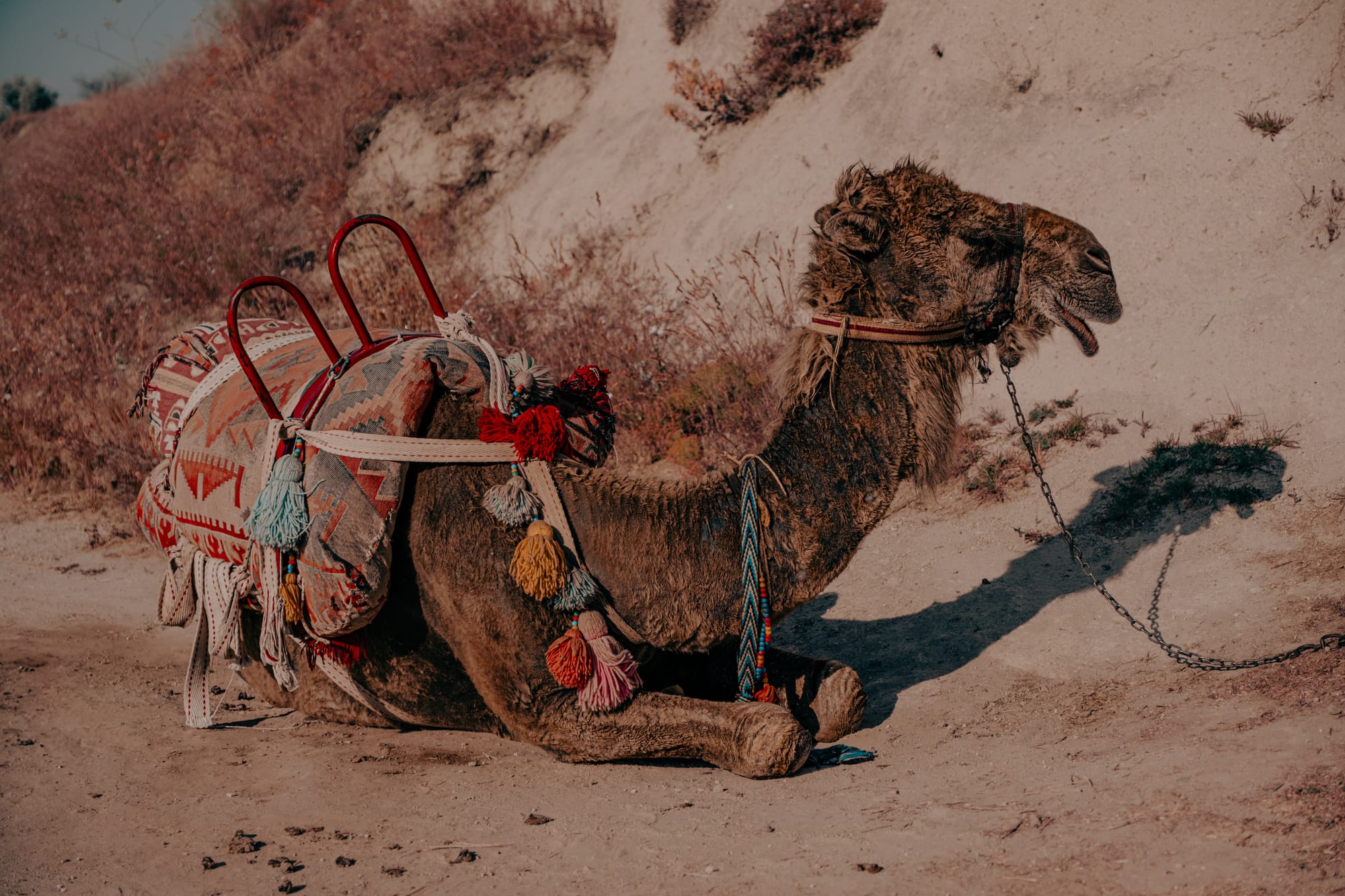 A camel resting on the ground in Cappadocia, adorned with colorful tassels and a patterned saddle blanket, with its head turned to the side and a chain lead attached