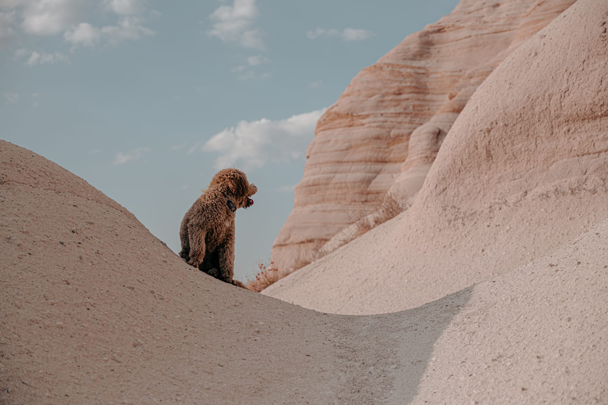 Oscar, a curly-haired brown dog, sits on a smooth sandy ridge in Cappadocia’s Honey Valley, framed by pale tuff rock formations and a blue sky with scattered clouds