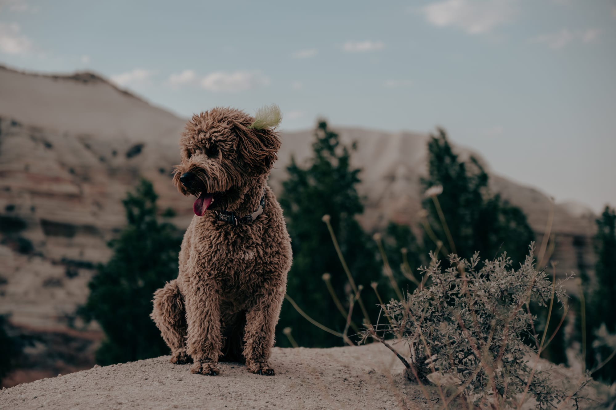 Curly-haired brown dog named Oscar sitting on a sandy rock ledge in Cappadocia, with green shrubs in the foreground and soft, layered valley cliffs in the background